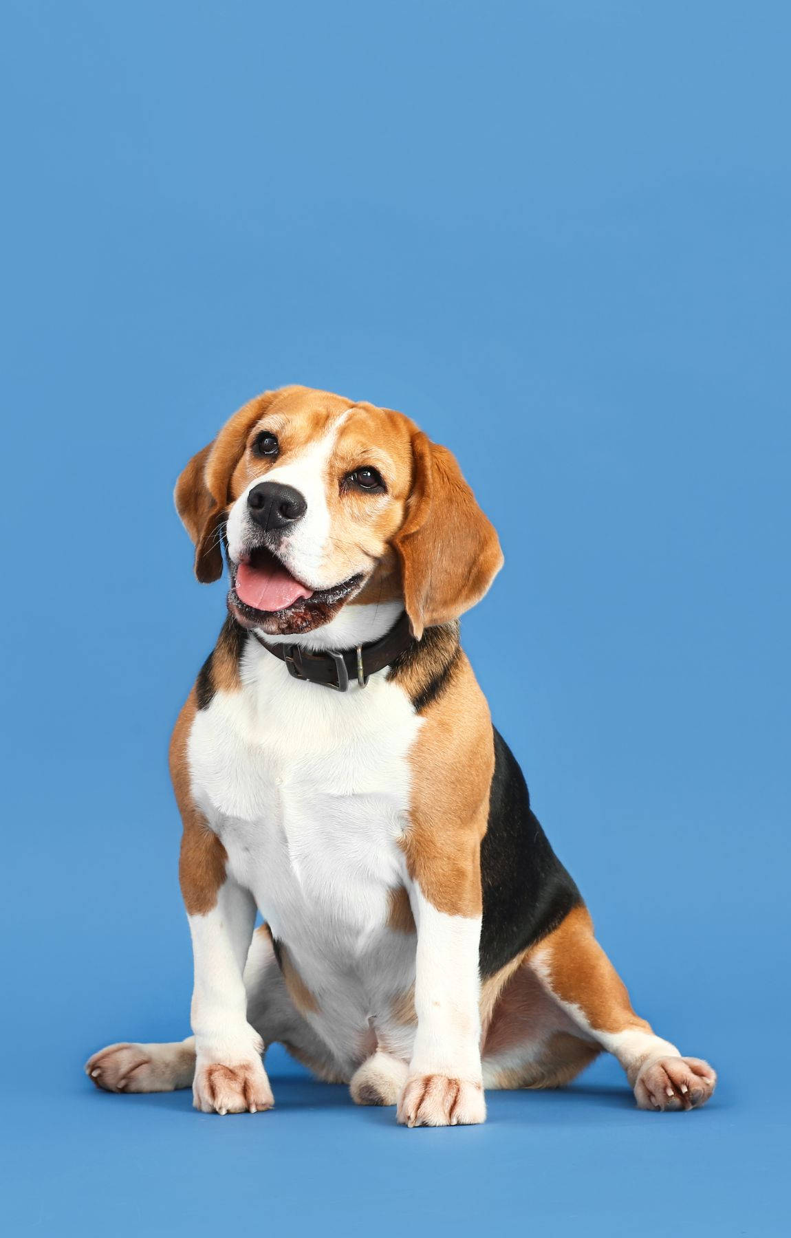 Pastel Mavi Arka Planda Sevimli Beagle Köpek Duvar Kağıdı