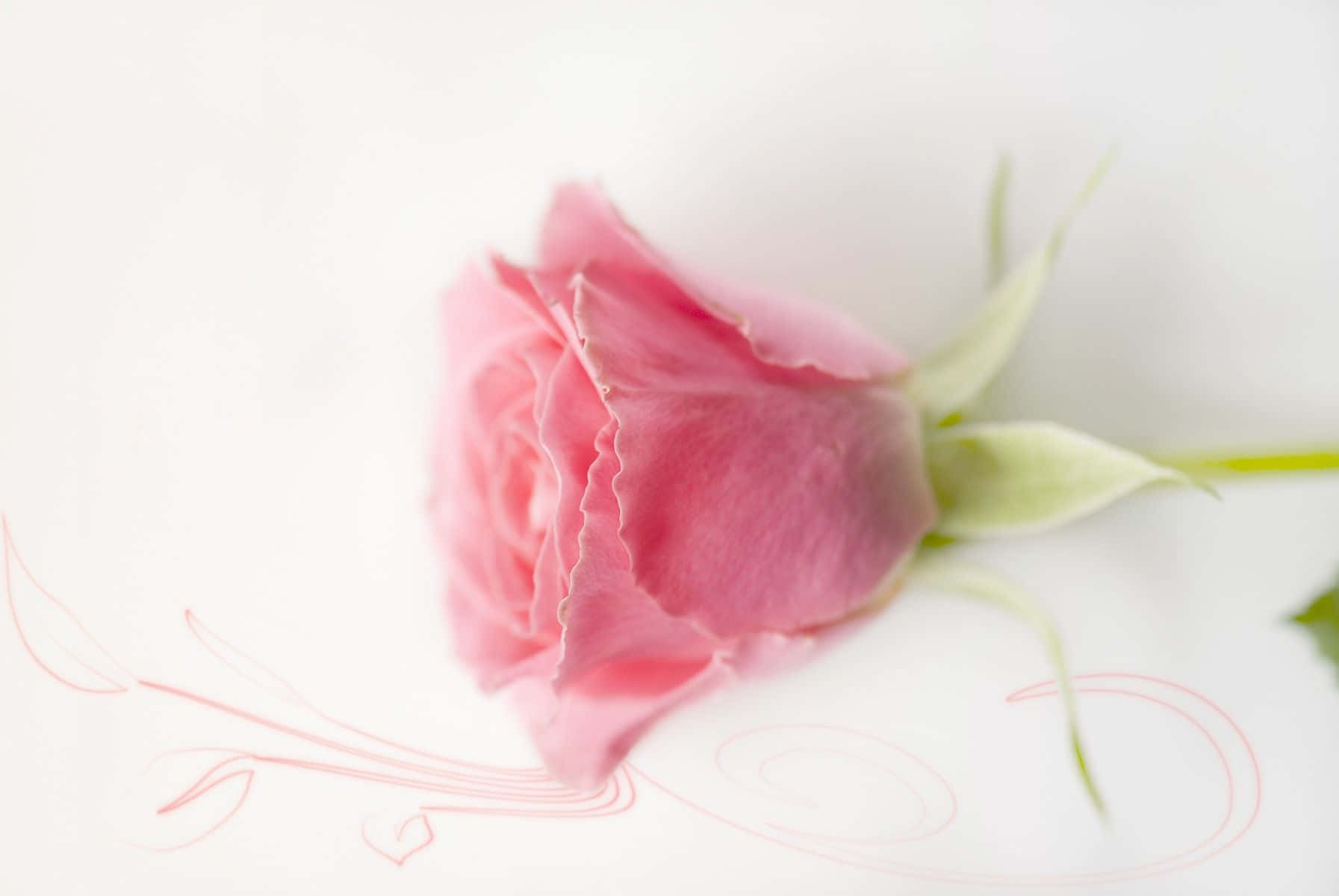 Pastel Pembe Arkaplan Duvar Kağıdı