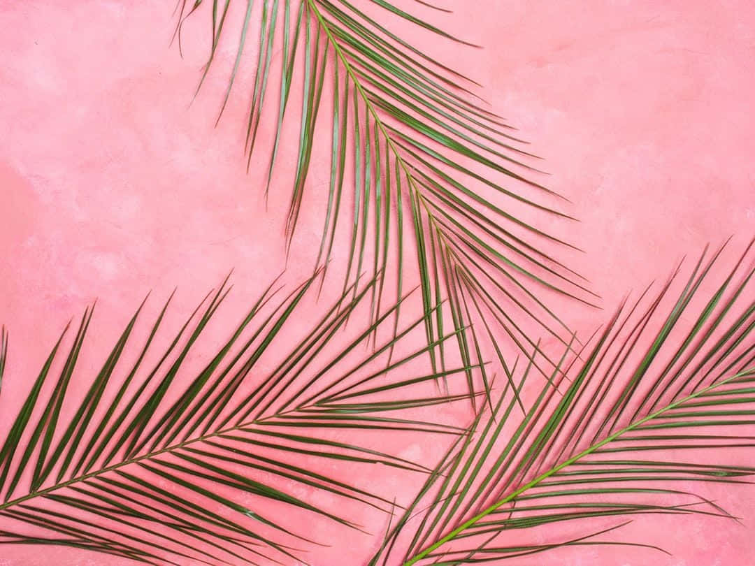 Pastel Pembe Arkaplan Duvar Kağıdı