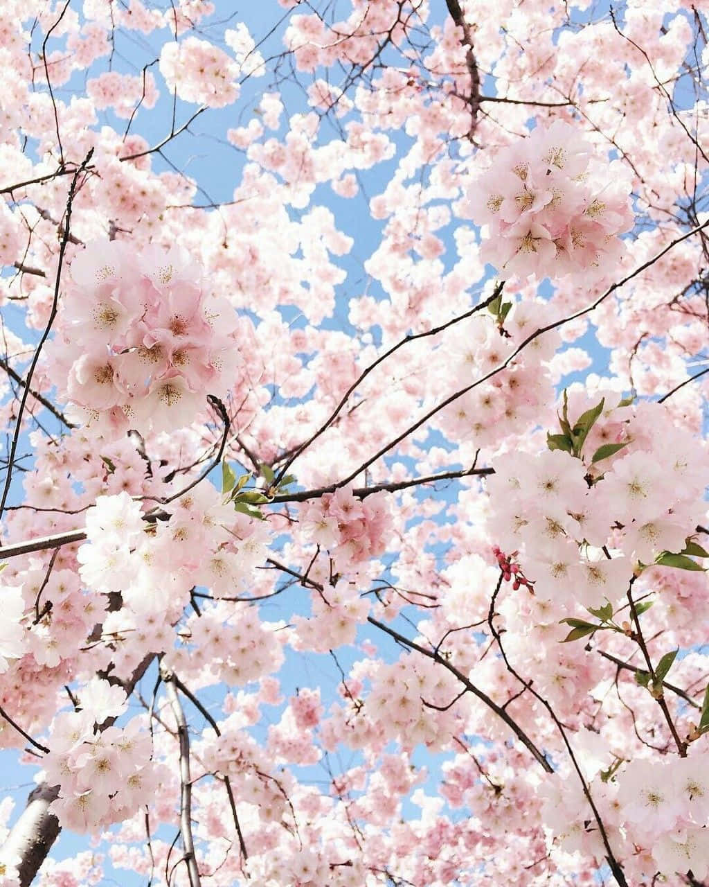 Pastel pembe estetiğin dünyasına adım atın ve sonsuz olasılıkları keşfedin. Duvar Kağıdı