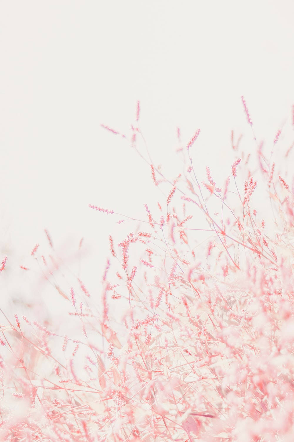 Pastel Pembe Küçük Çiçekler iPhone Duvar Kağıdı