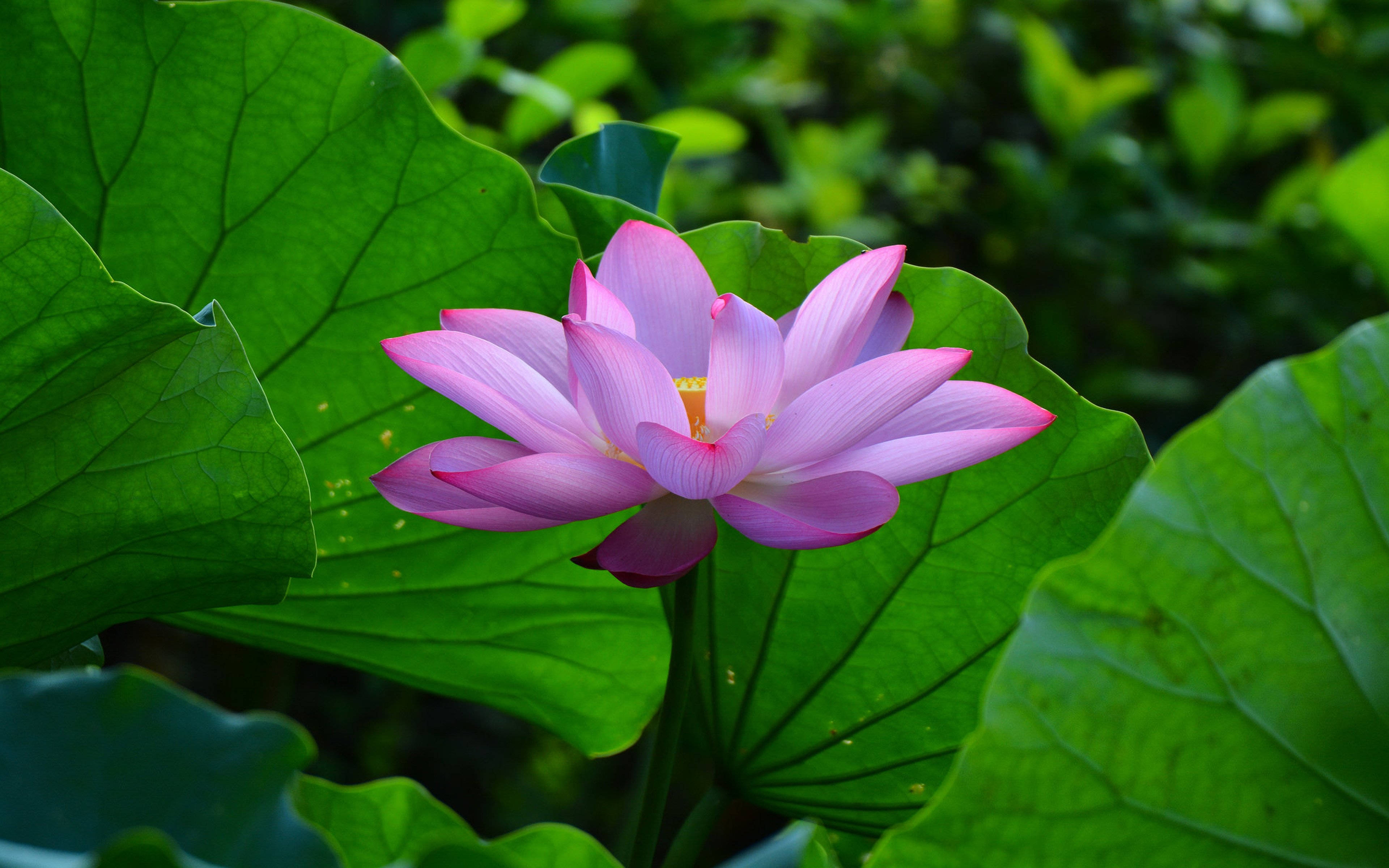 Pastel Pembe Yaz Lotus Bitkileri Duvar Kağıdı