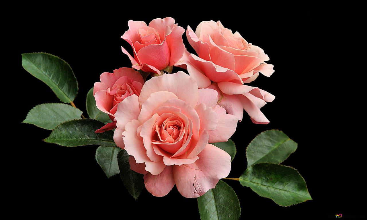 Pembe 1280x768 Gül Duvar Kağıdı