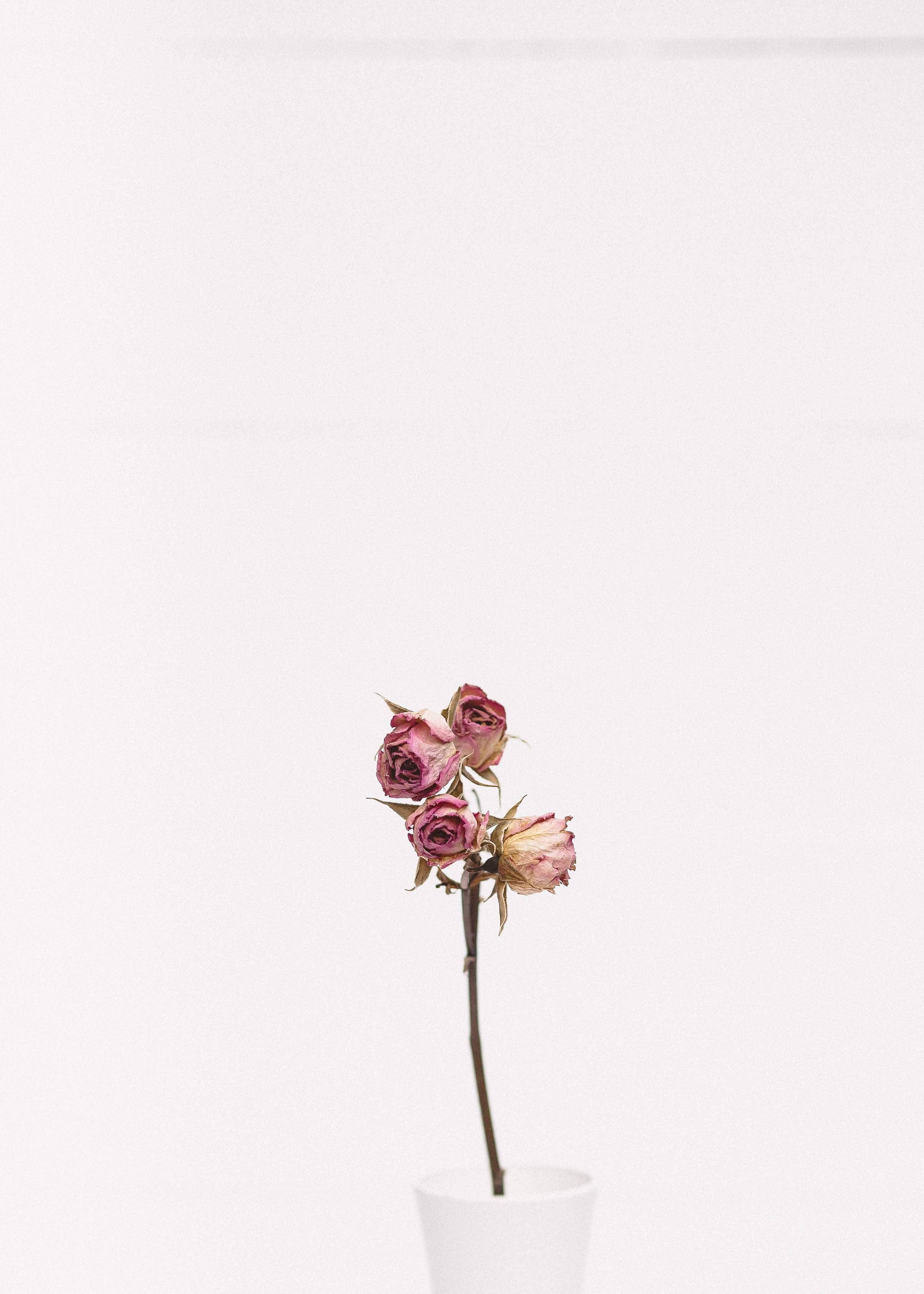 Pembe Bir Gülün Minimalist Güzelliği Duvar Kağıdı