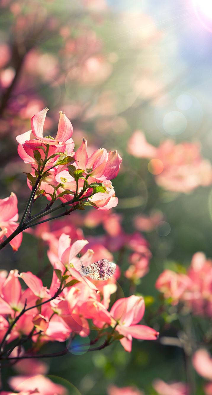 Pembe Çiçekler Floral iPhone Duvar Kağıdı