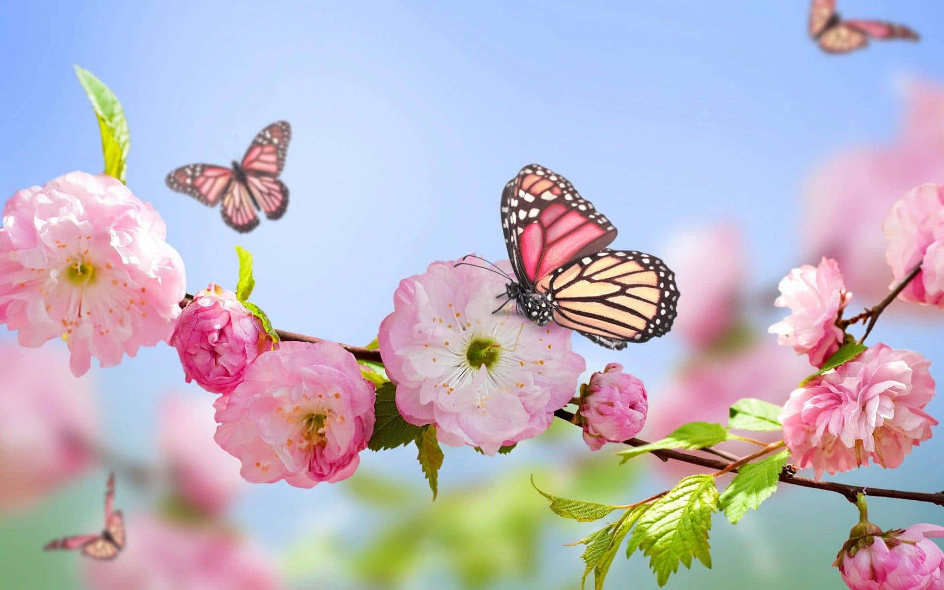 pembe çiçekler ve üzerlerinde kelebekler Duvar Kağıdı
