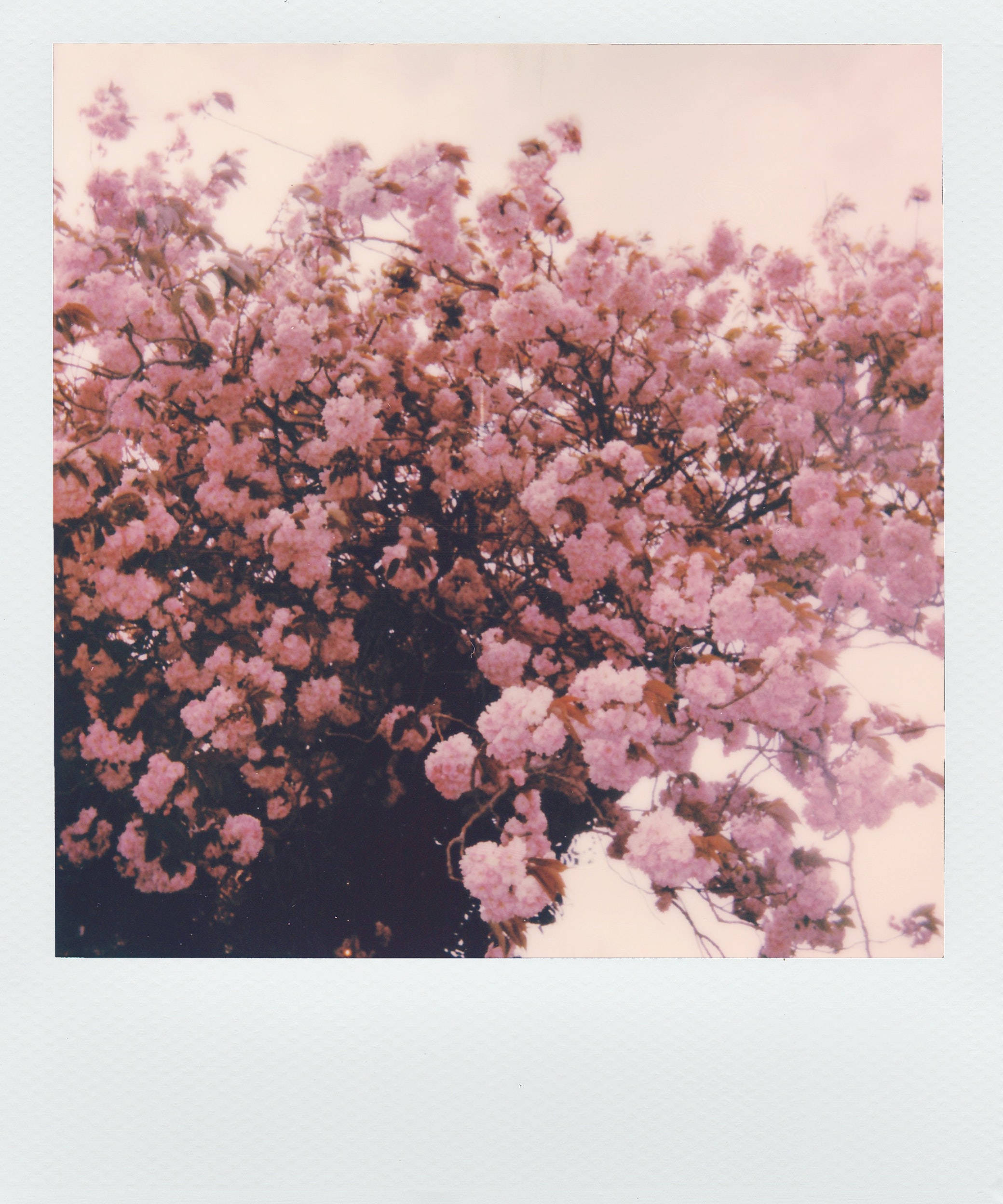Pembe Çiçeklerin Estetik Polaroid Fotoğrafı Duvar Kağıdı