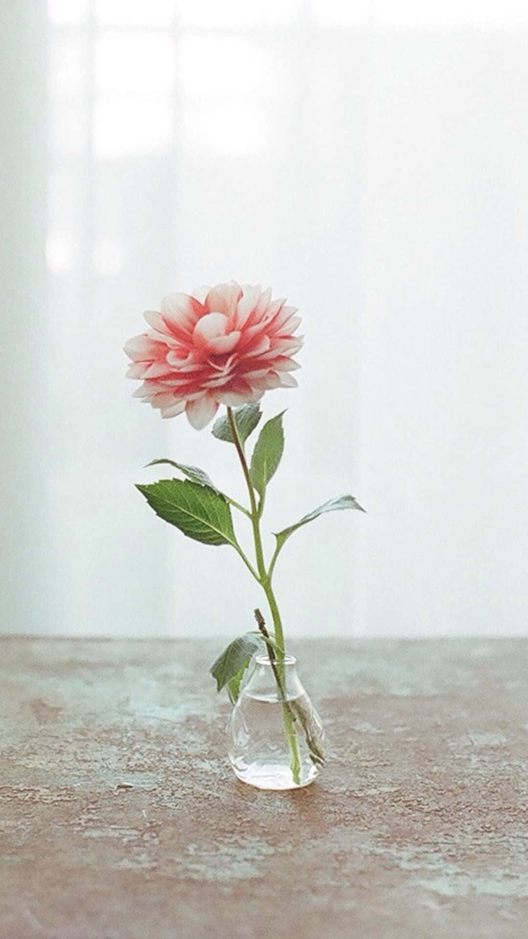 Pembe Çiçekli iPhone ile Tarzınızla Öne Çıkın Duvar Kağıdı
