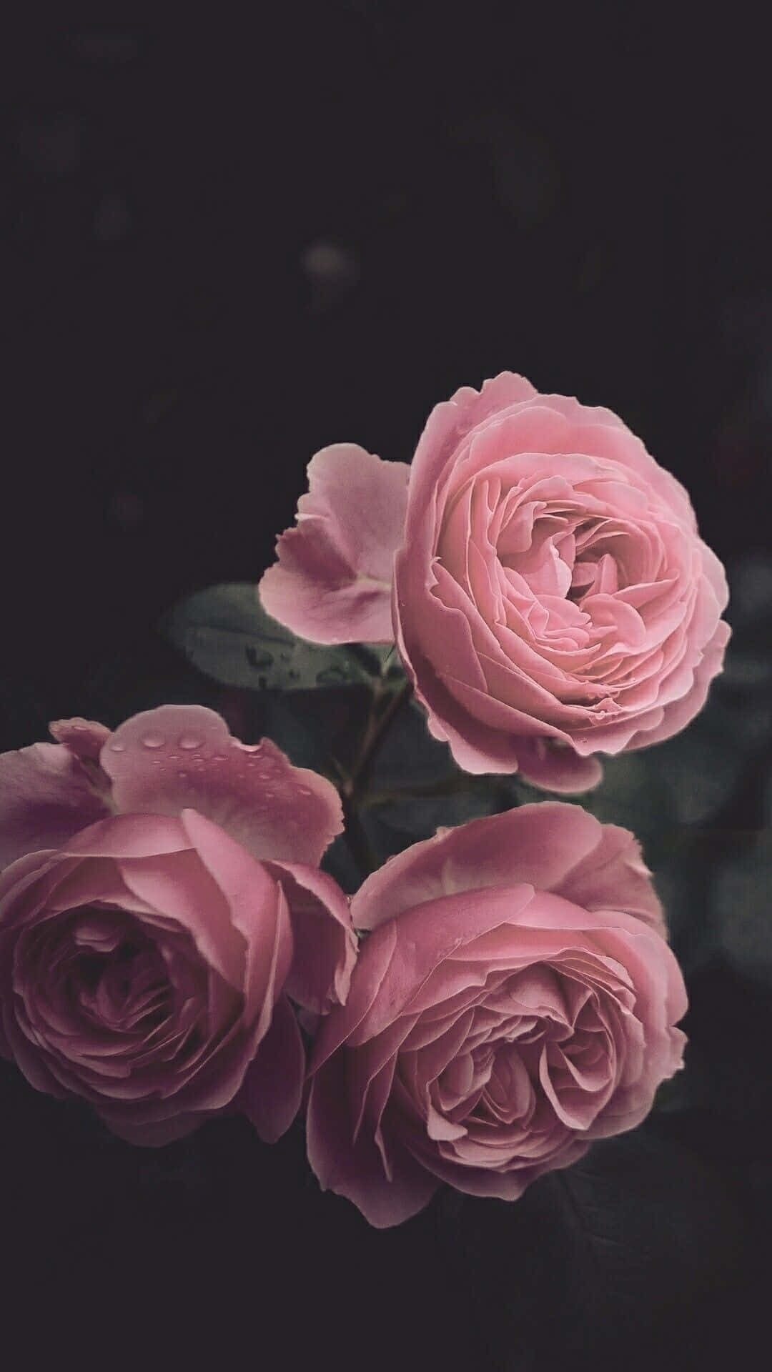 Pembe Estetik iPhone için Gül Çiçekleri Duvar Kağıdı