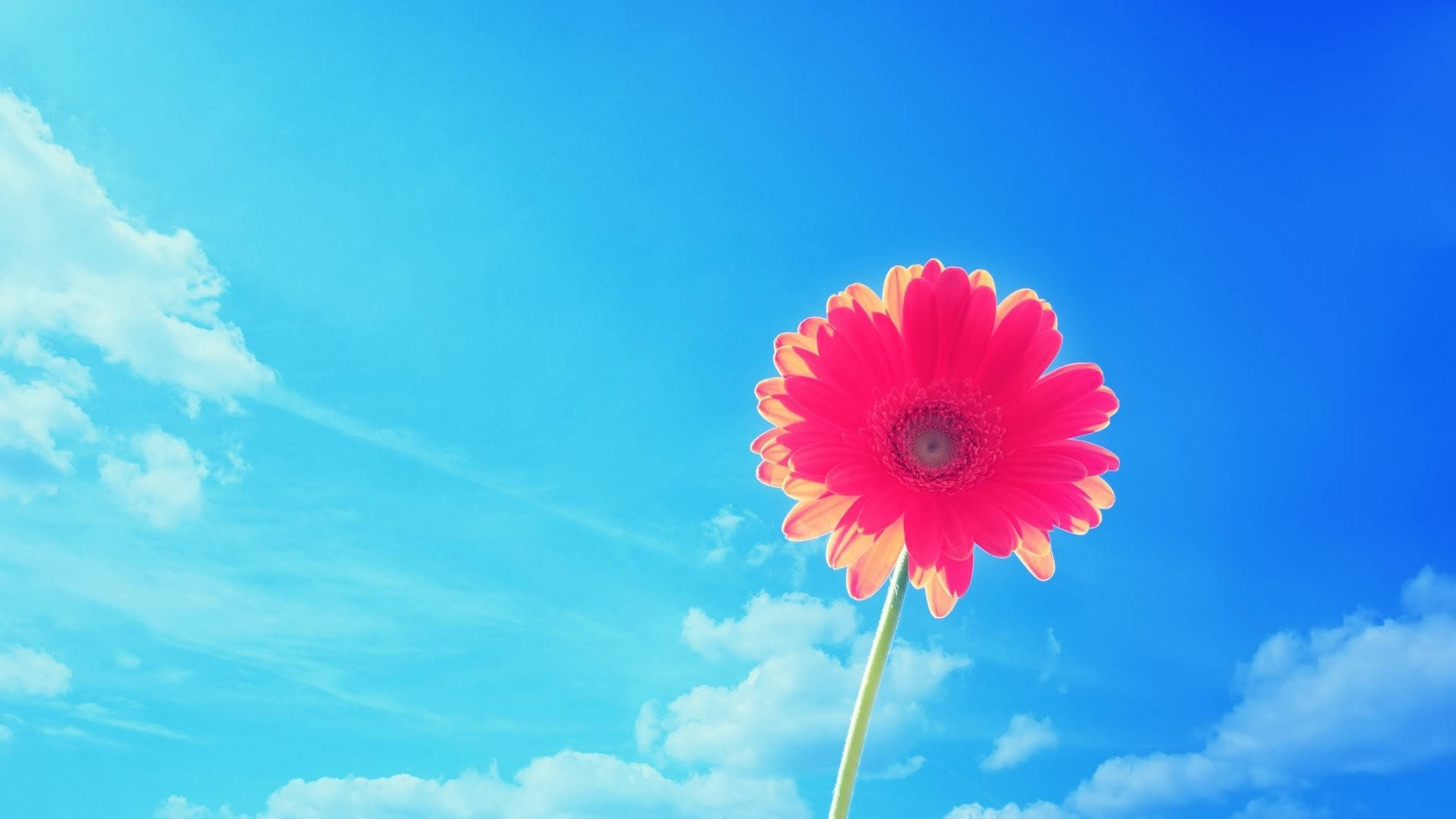 Pembe Gerbera Yaz Masaüstü Duvar Kağıdı