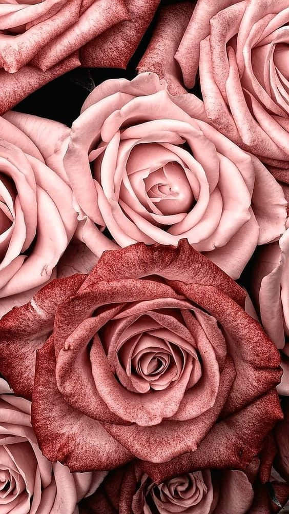 Pembe Gül Altın Rengi Gül Teması Duvar Kağıdı
