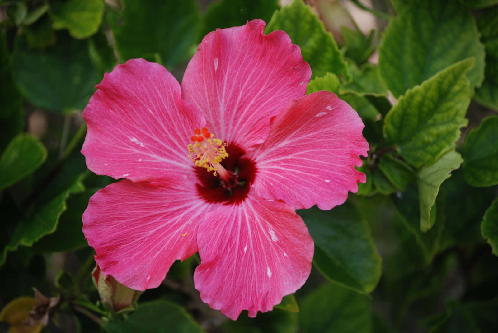 Pembe Hibiskus Tropikal Bitki Resmi Duvar Kağıdı
