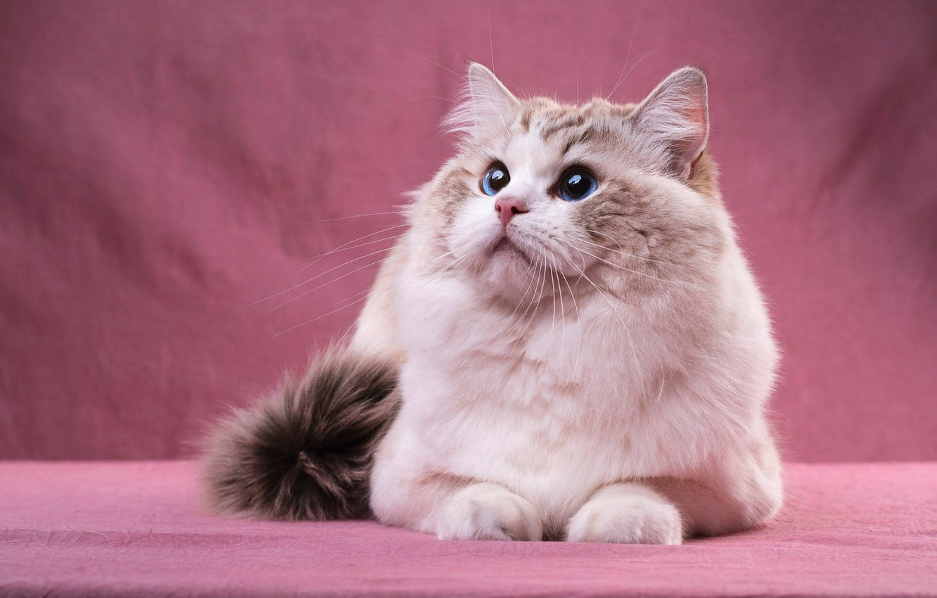 Pembe Kedi Perdesi Duvar Kağıdı