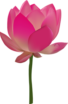 Pembe Lotus Çiçeği İllüstrasyonu Duvar Kağıdı
