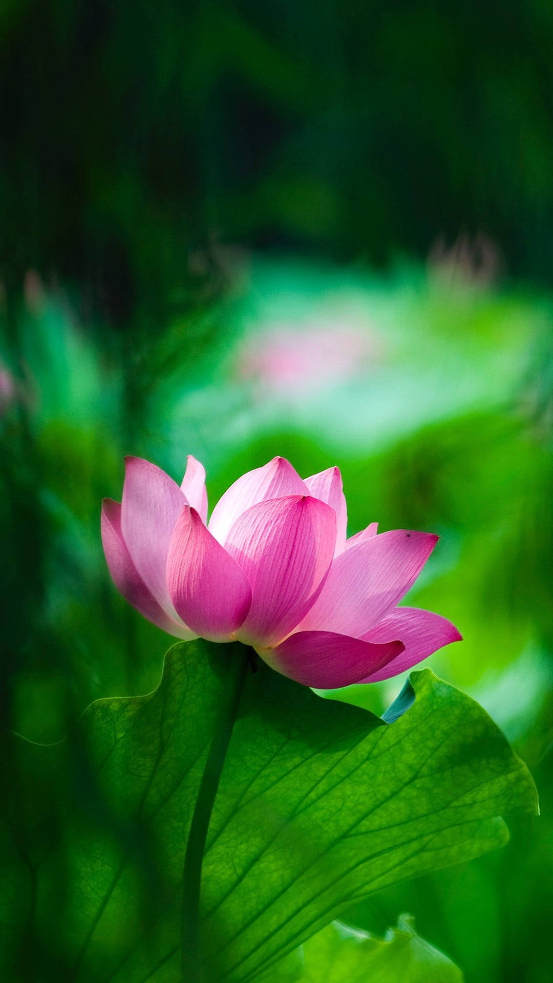Pembe Lotus Çiçeği Mobil Duvar Kağıdı