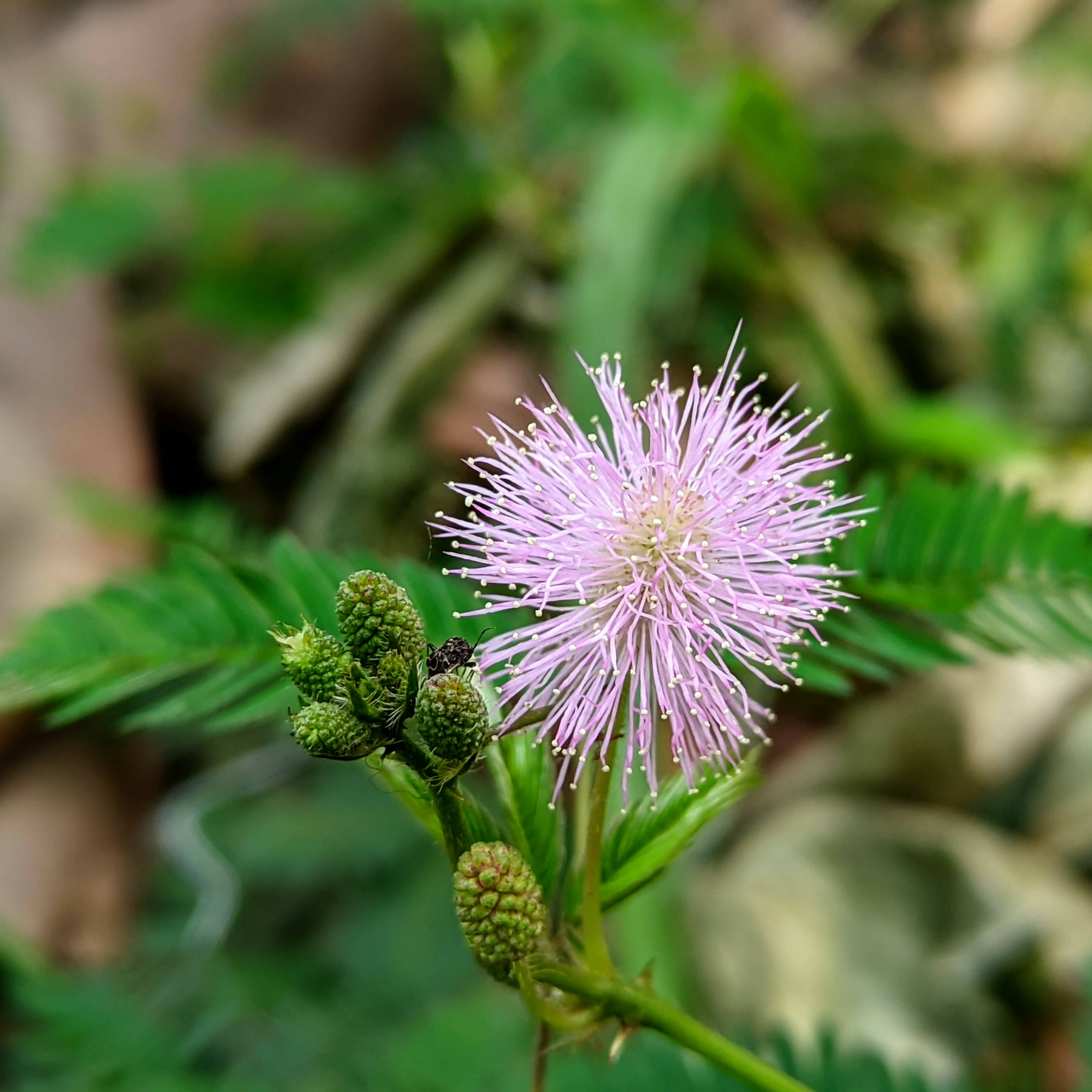 Pembe Mimosa Çiçeği Duvar Kağıdı