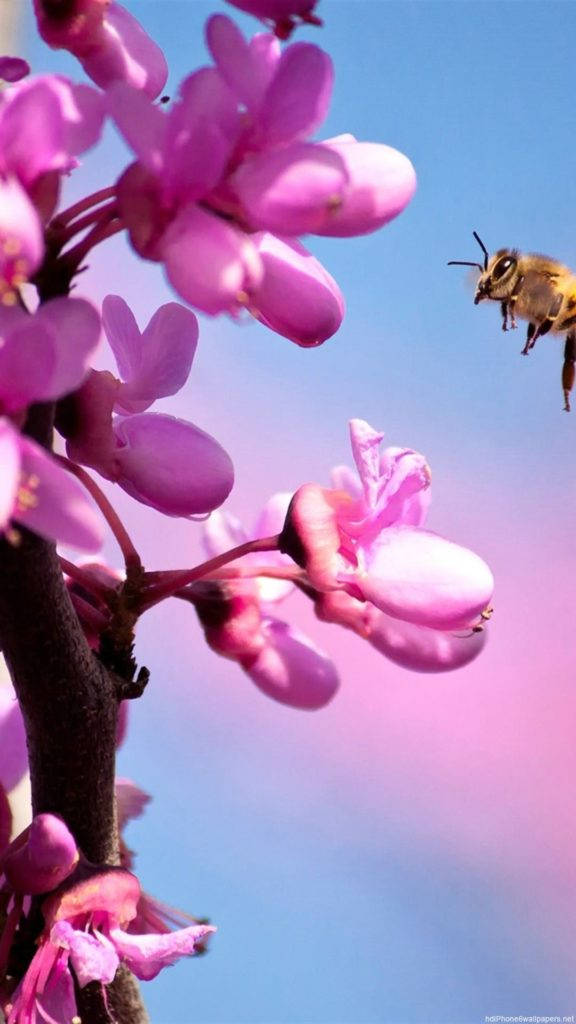 Pembe Orkide Çiçeği iPhone Duvar Kağıdı