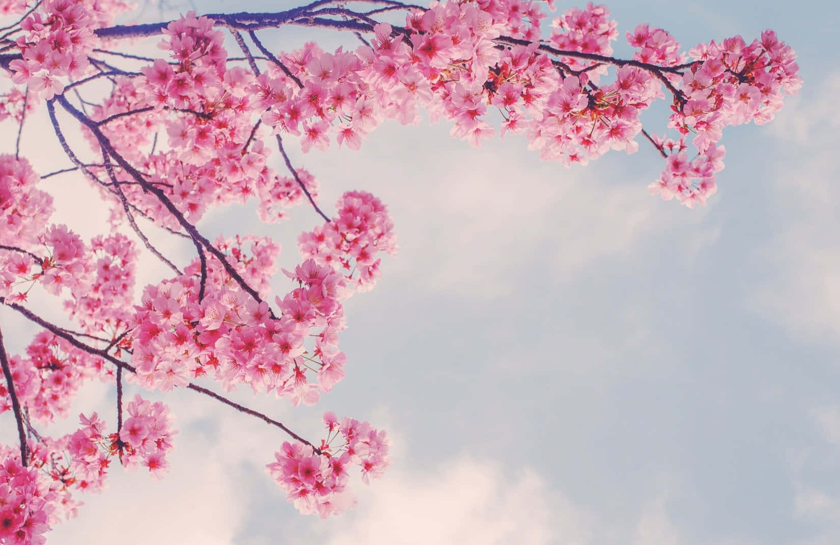 Pembe Sakura Dalları Baharda Duvar Kağıdı