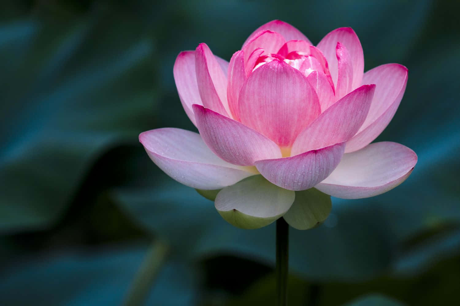 Pembe Su Lotus Çiçeği Resmi Duvar Kağıdı