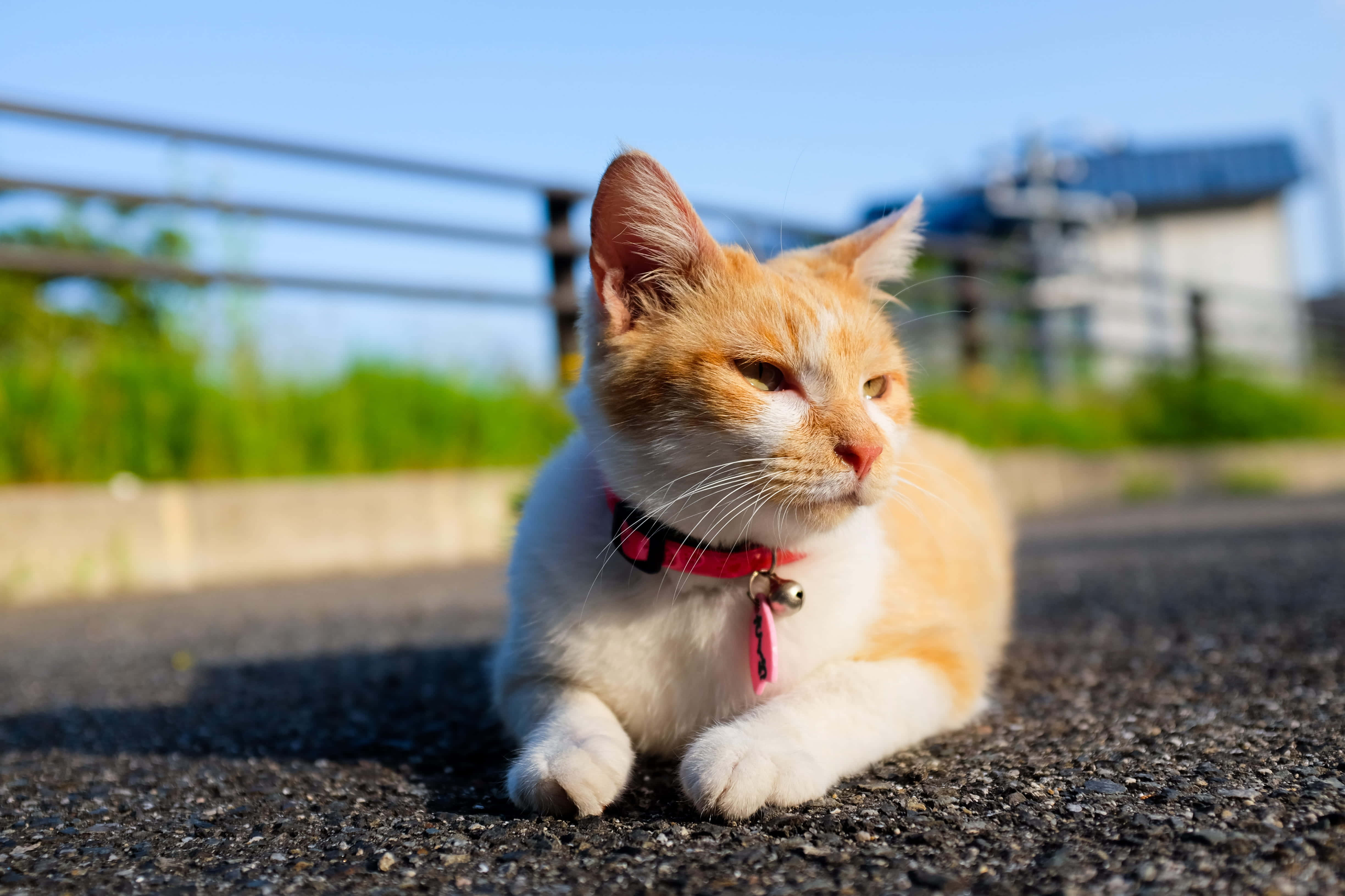 pembe tasmalı bir kedi yolda yatıyor Duvar Kağıdı