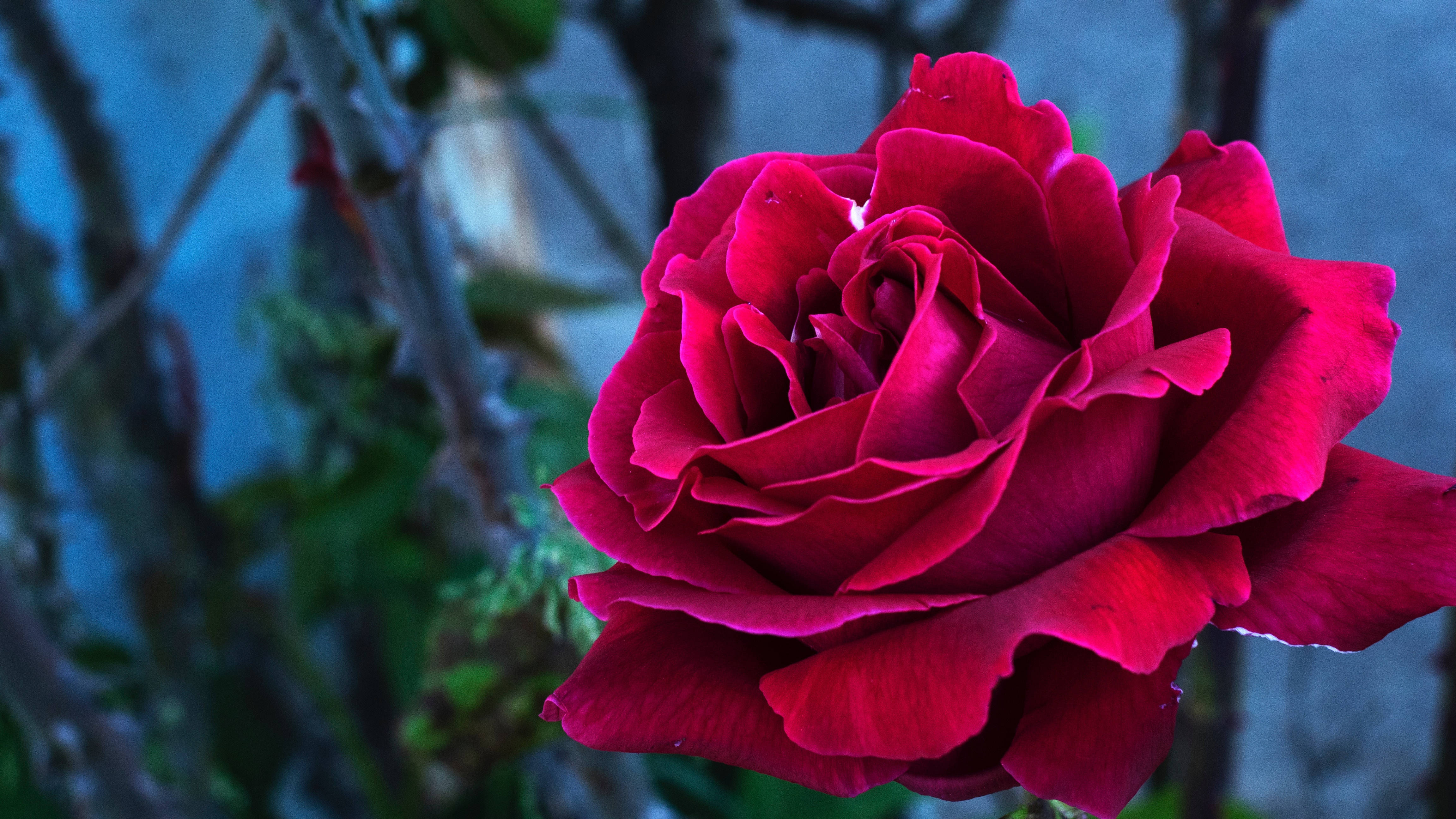 Pembe Yapraklarla Süslenmiş Bir Gül Goncası Duvar Kağıdı