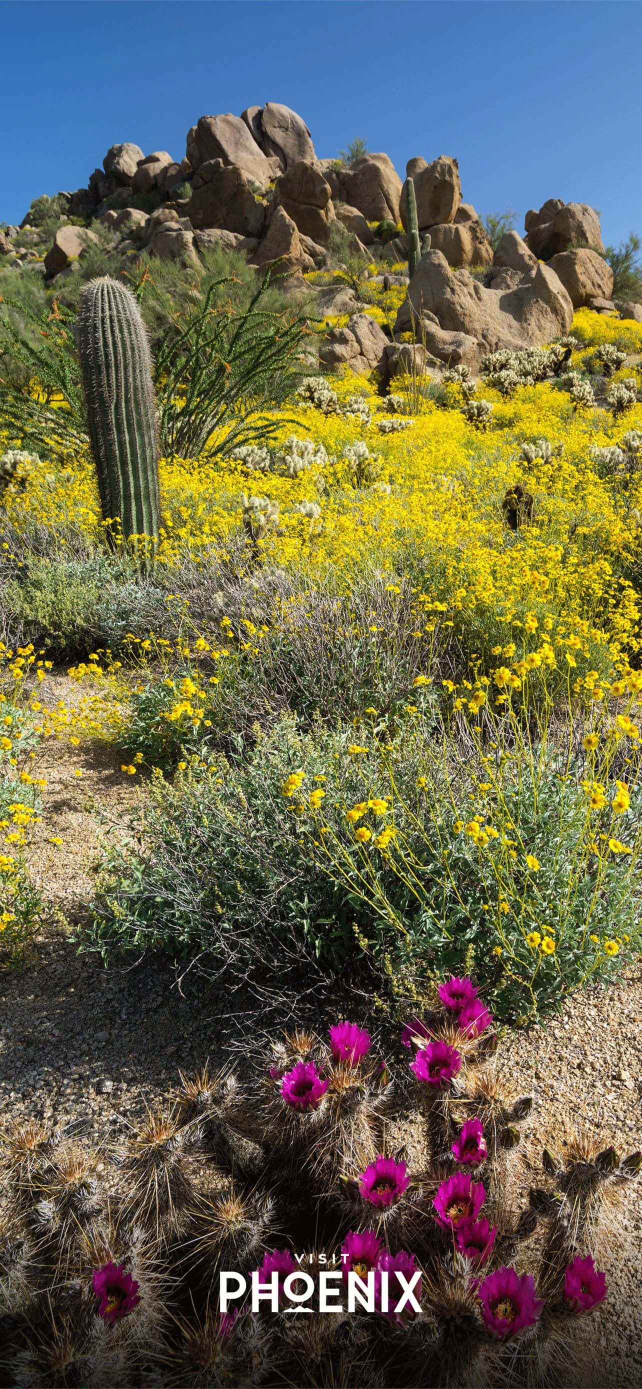 Phoenix, Arizona'ya Hoş Geldiniz Duvar Kağıdı