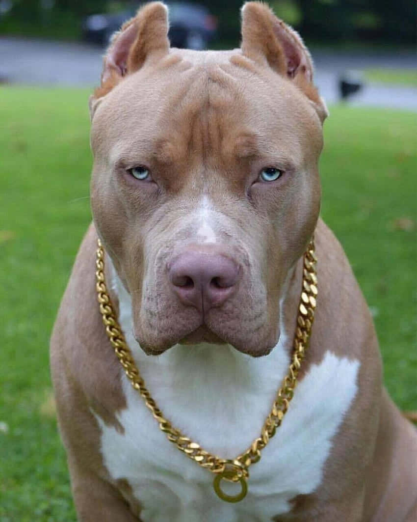 Pitbull Köpek Altın Kolyeli Duvar Kağıdı