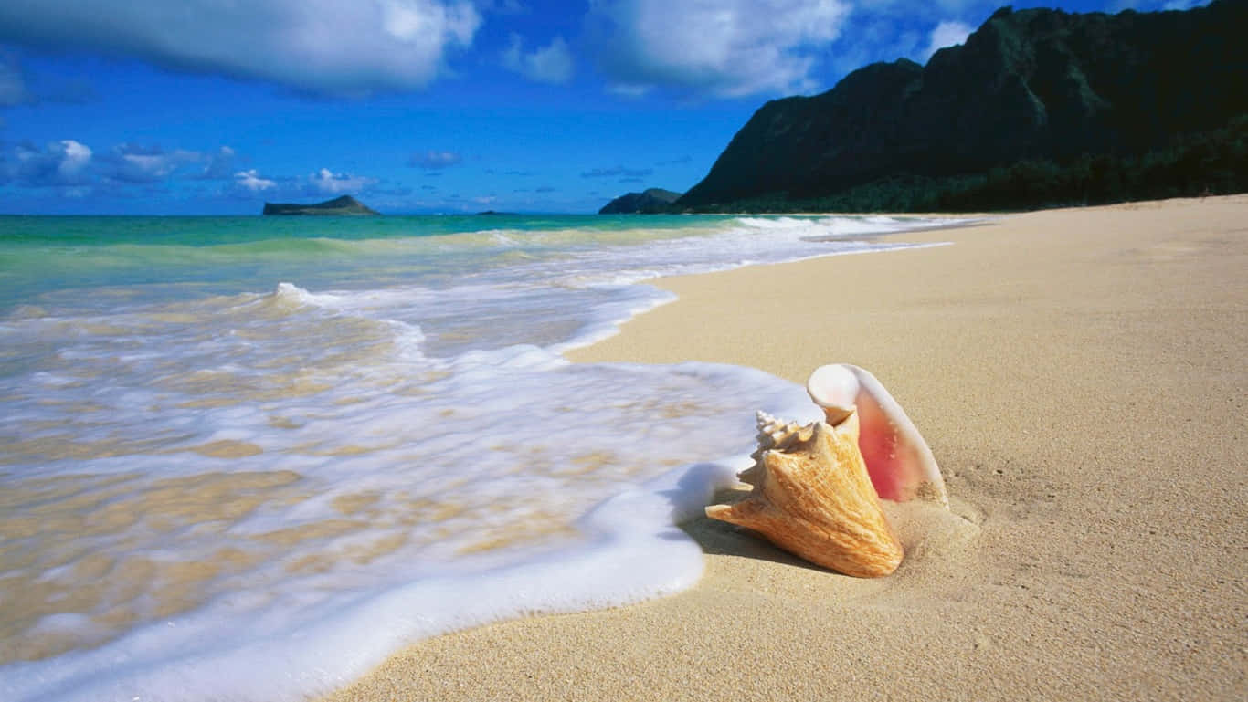Plaj Manzaralı Oahu Deniz Kabuğu Duvar Kağıdı