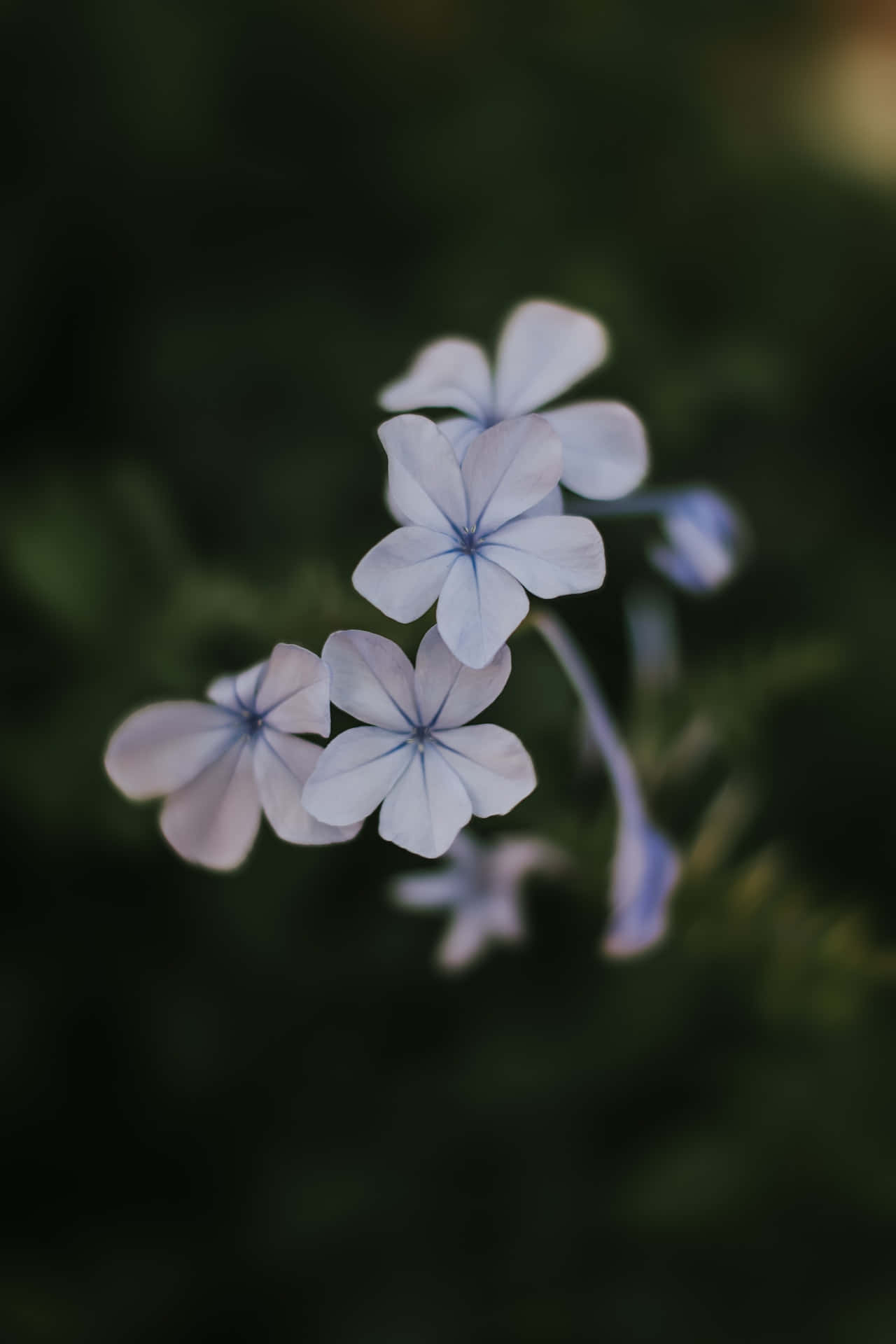 Plumbago Mavi Çiçekler Telefon Duvar Kağıdı
