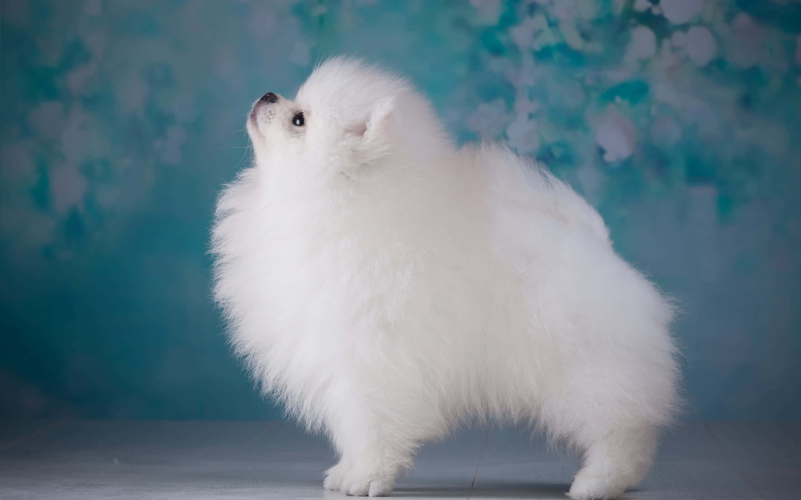 Pomeranian Köpek Estetiği Duvar Kağıdı