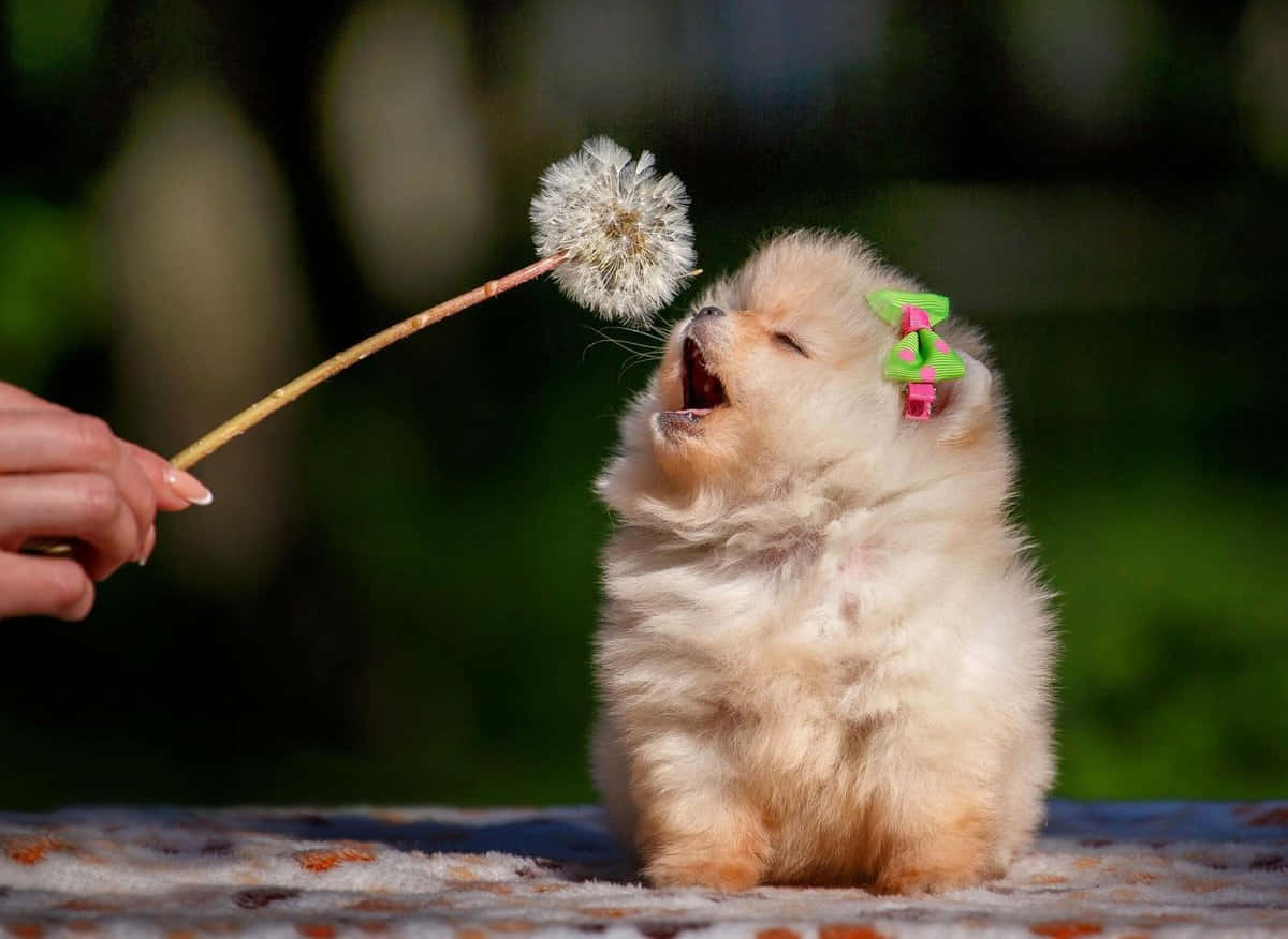 Pomeranian Sevimli Köpek Resmi Duvar Kağıdı
