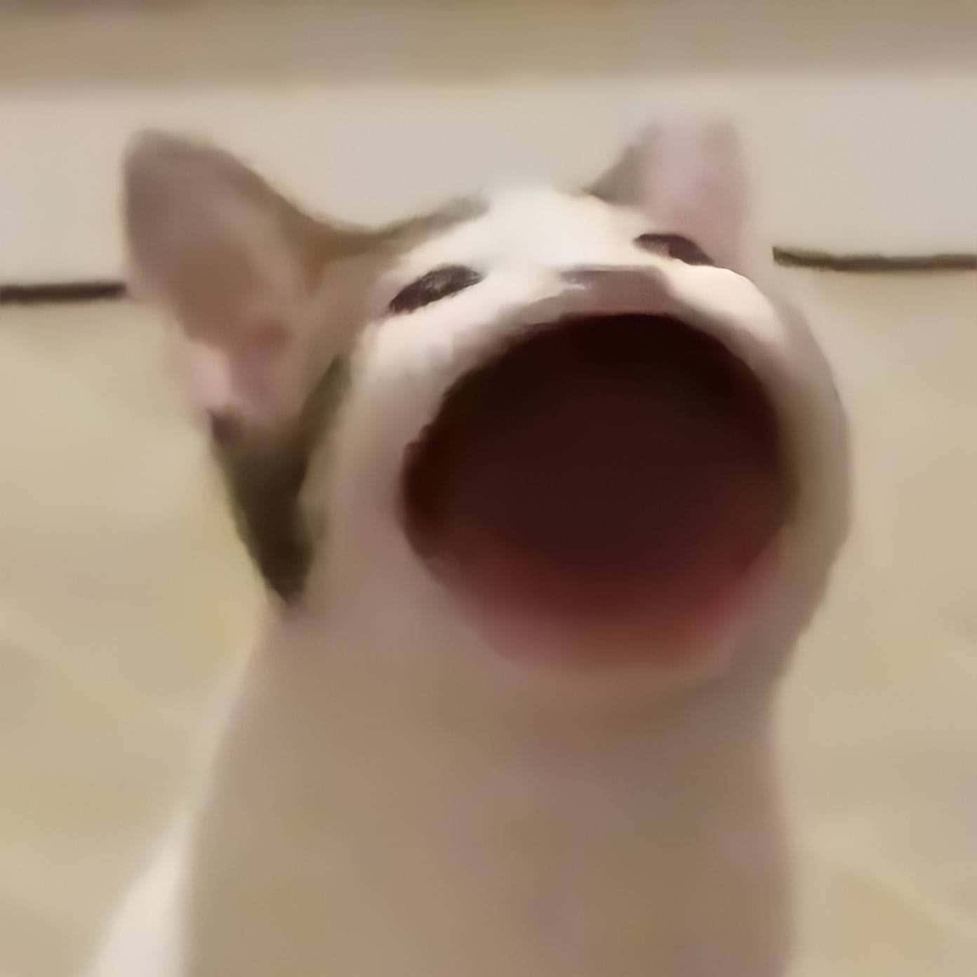Popcat Miyav Lanetli Kedi Resmi Duvar Kağıdı