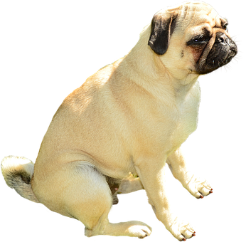 Pug Köpek Oturuyor Siyah Arka Plan Duvar Kağıdı