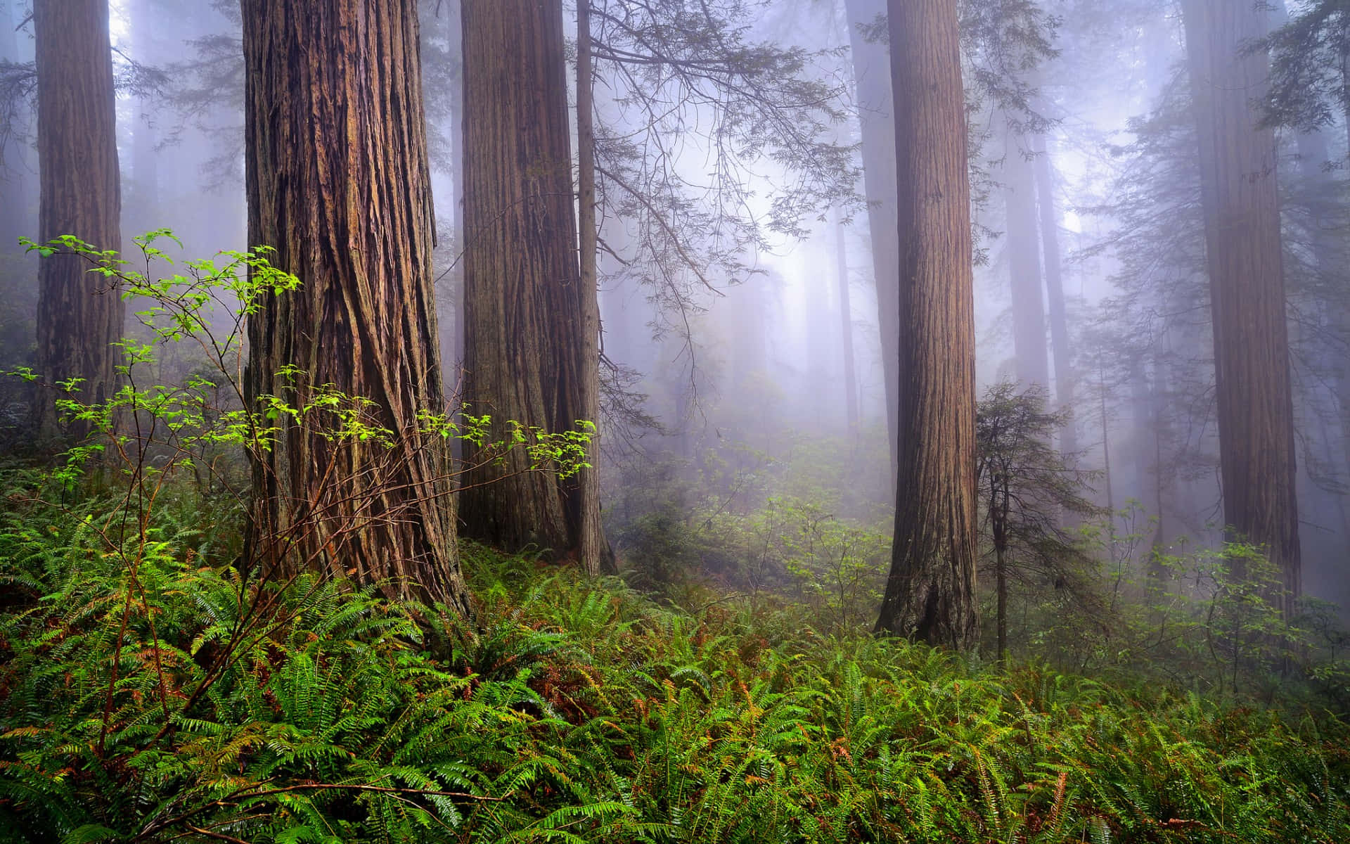 Redwood Ulusal Parkı Dokulu Ağaç Gövdeleri Duvar Kağıdı