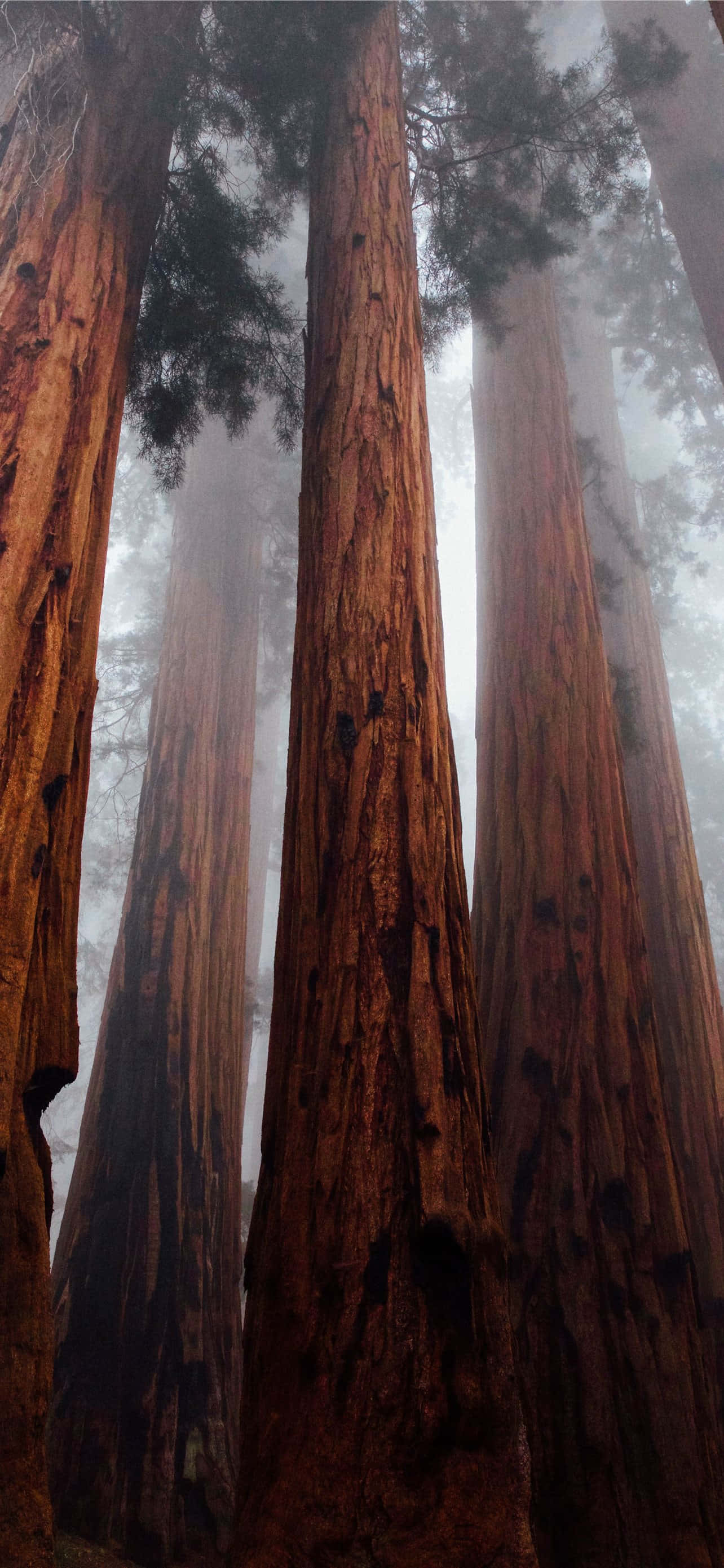 Redwood Ulusal Parkı Sisli Orman Duvar Kağıdı