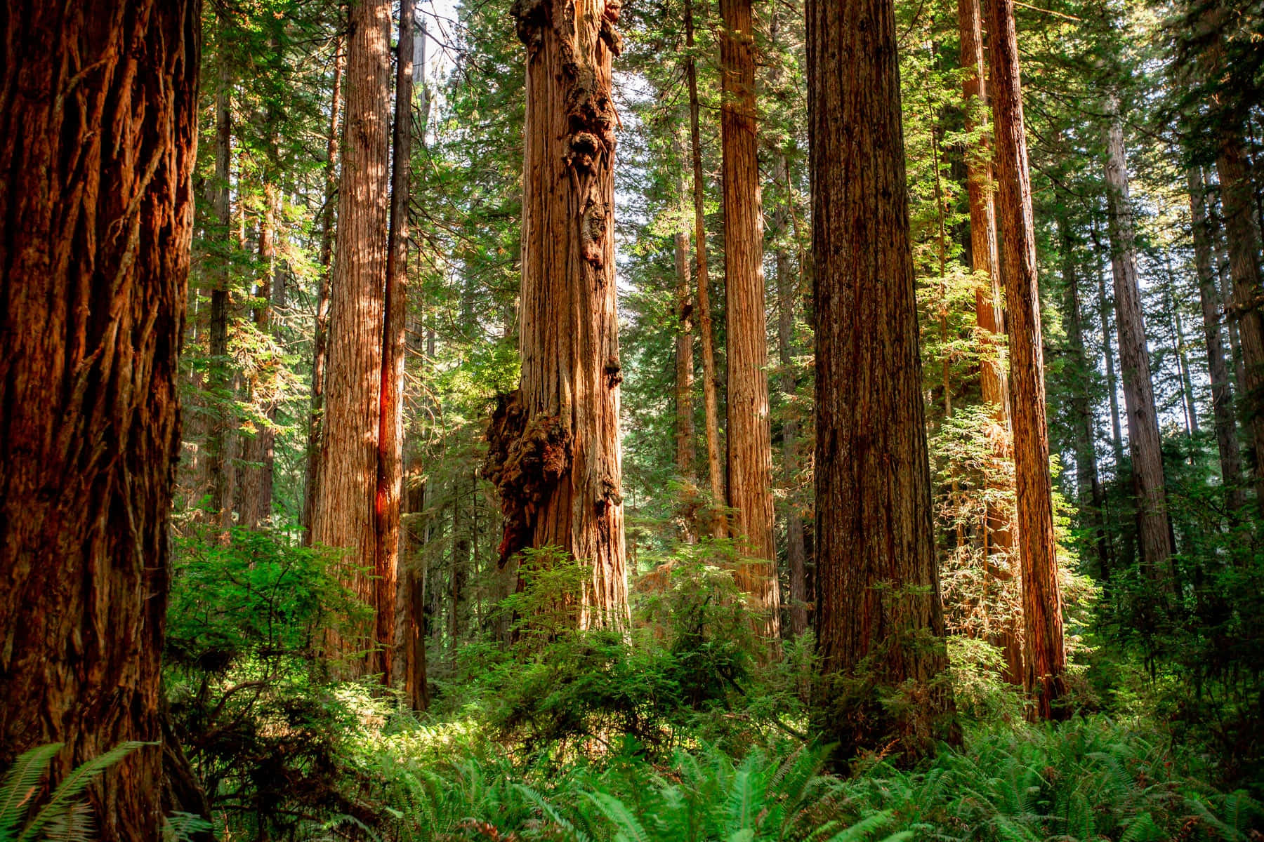Redwood Ulusal Parkı Yemyeşil Bitki Örtüsü Duvar Kağıdı