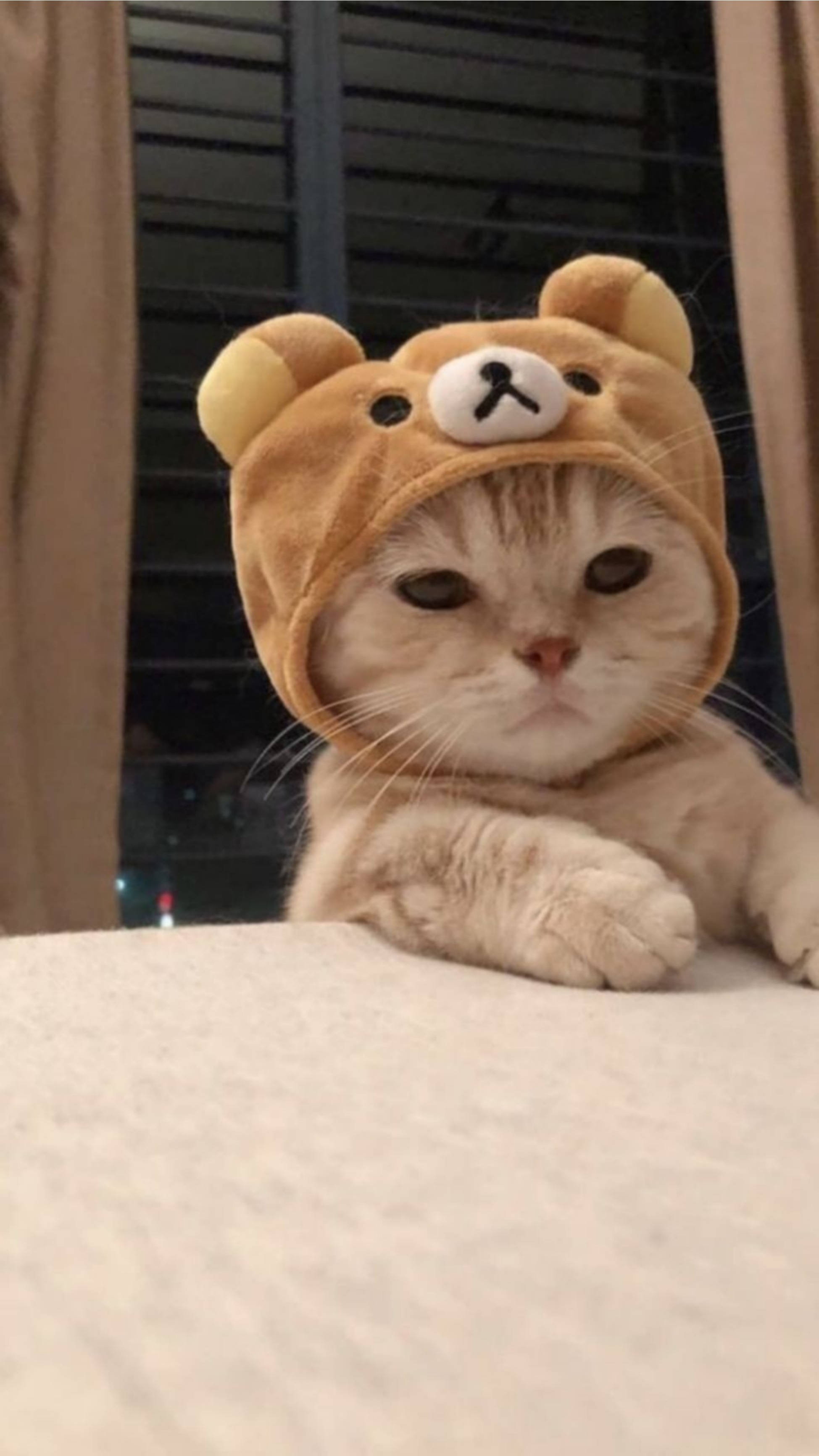 Rilakkuma Şapkalı Sevimli Kedi Estetiği Duvar Kağıdı