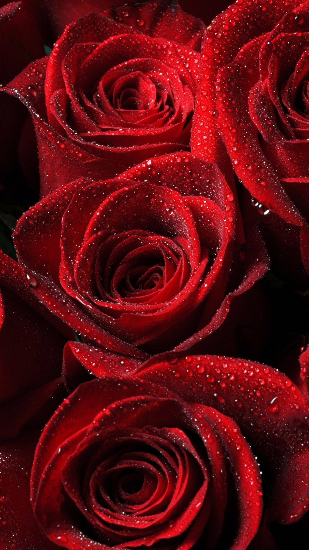 Romantik ve Güzel Gül Çiçekleri Duvar Kağıdı