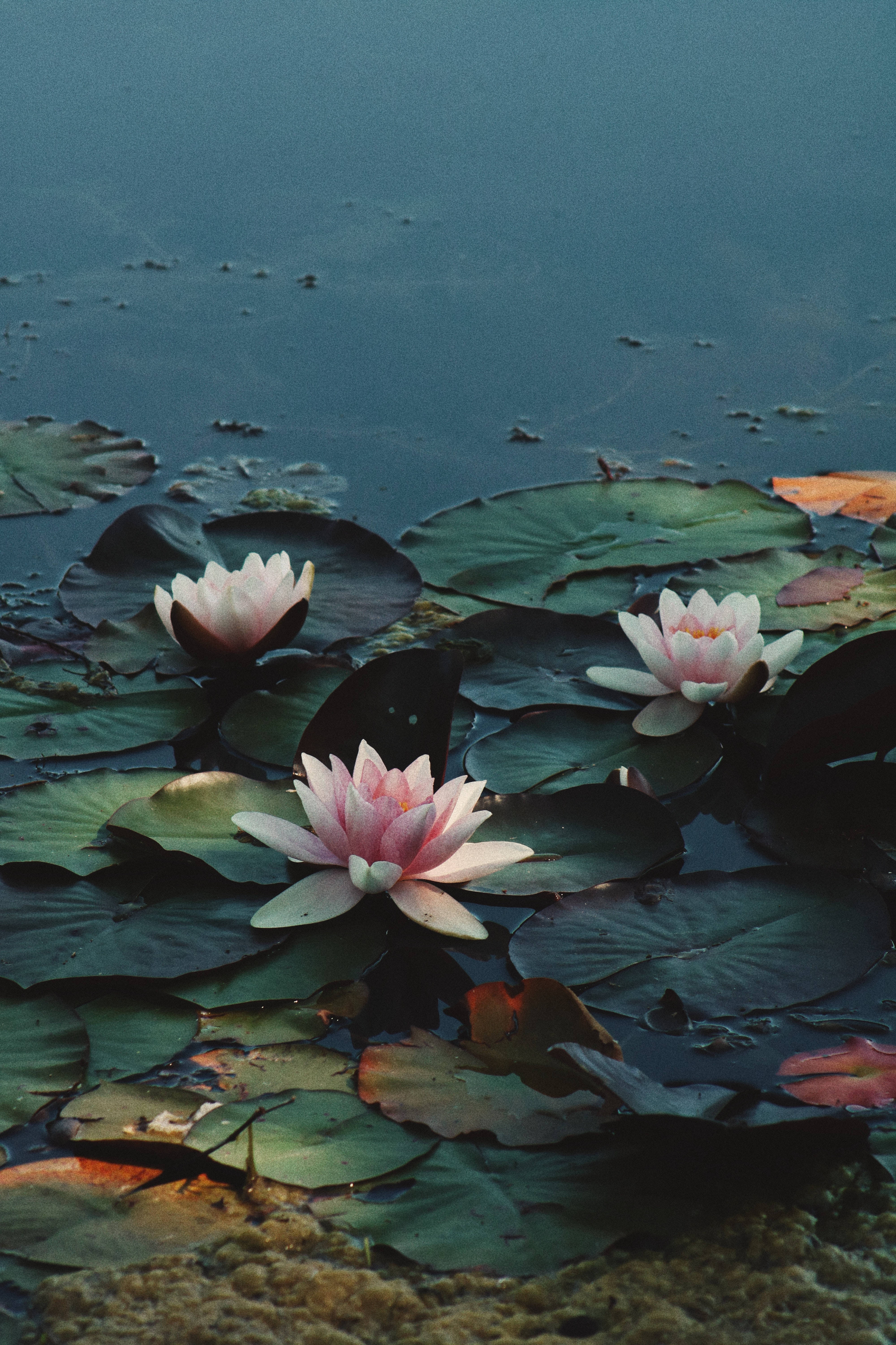 Rosea Plena Lotus Çiçeği Duvar Kağıdı