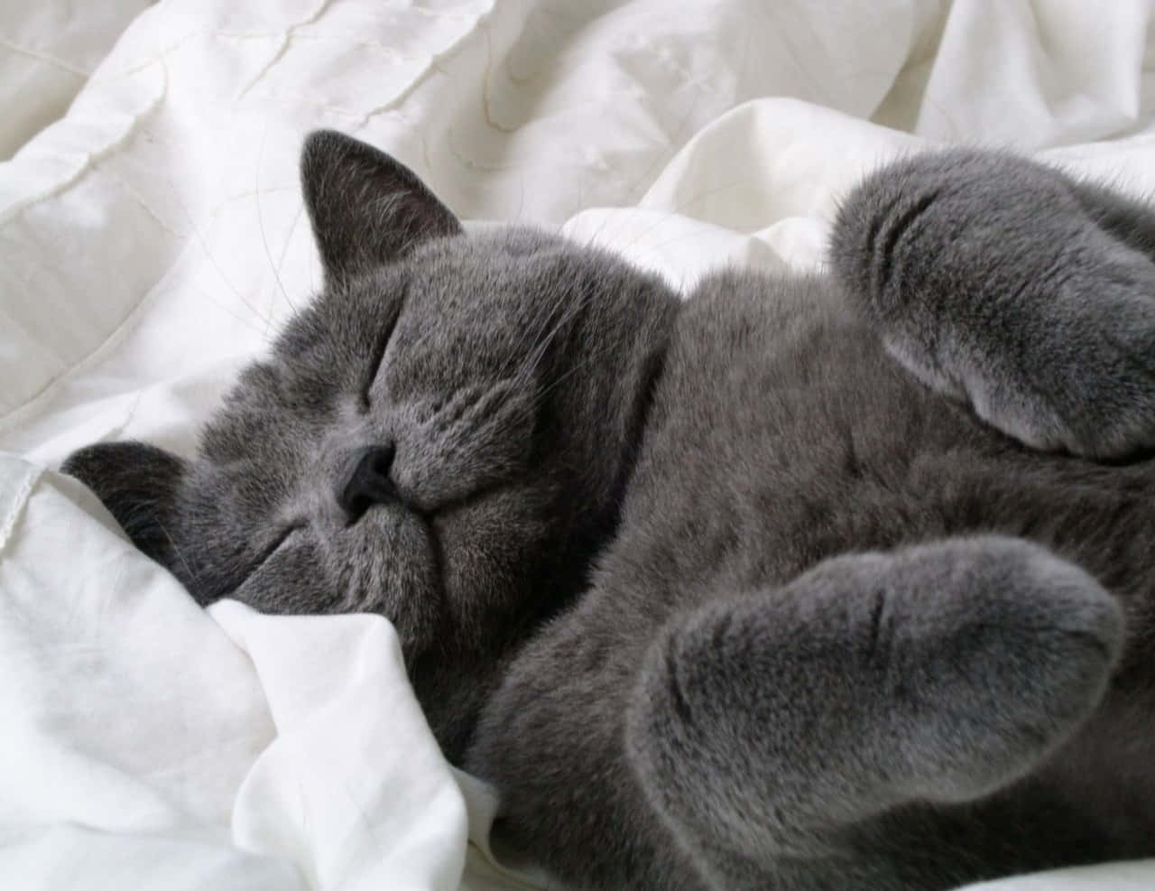 Rus Mavisi Uyuyan Gri Kedi Resmi Duvar Kağıdı