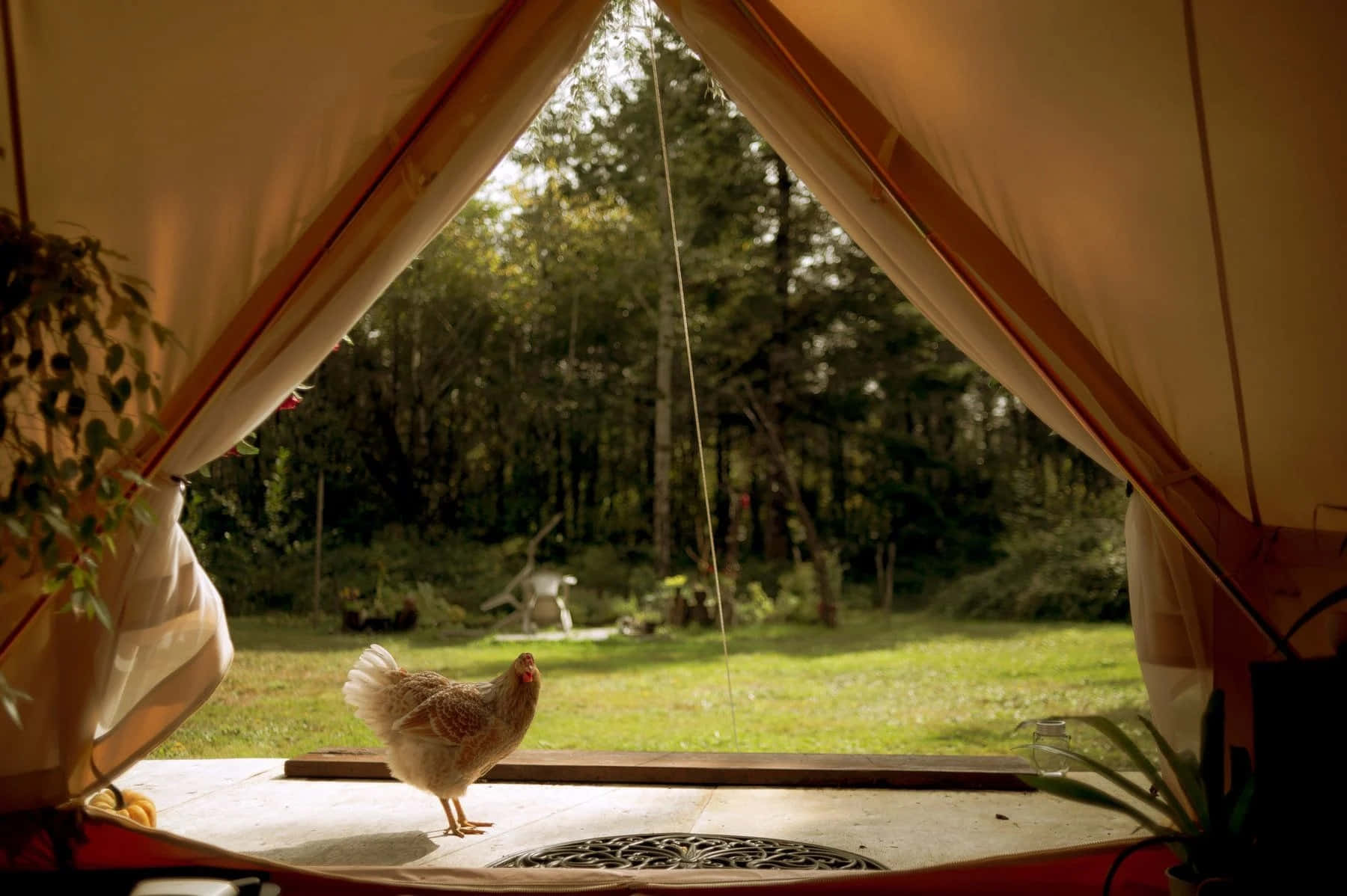 Rüya Gibi Cottagecore Estetiği ve Pastoral Manzara Duvar Kağıdı