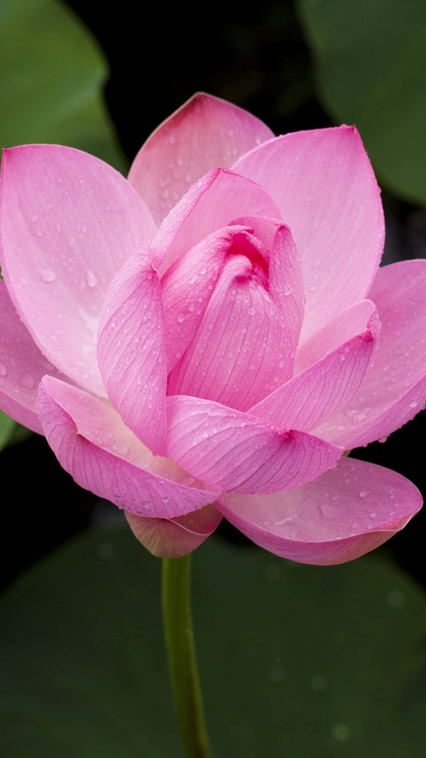 Sakin Bir Göl Üzerinde Açan Pembe Lotus Çiçeği Duvar Kağıdı