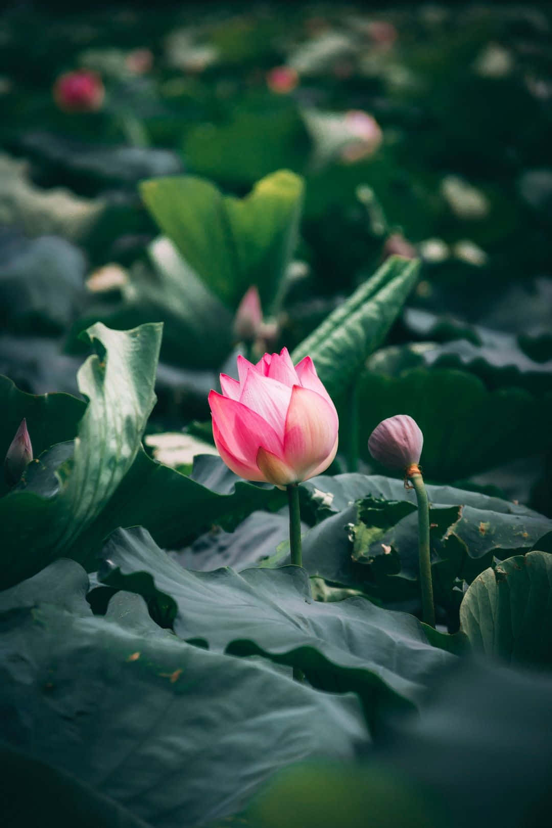 Sakin Bir Gölette Açan Huzurlu Lotus Çiçeği Duvar Kağıdı