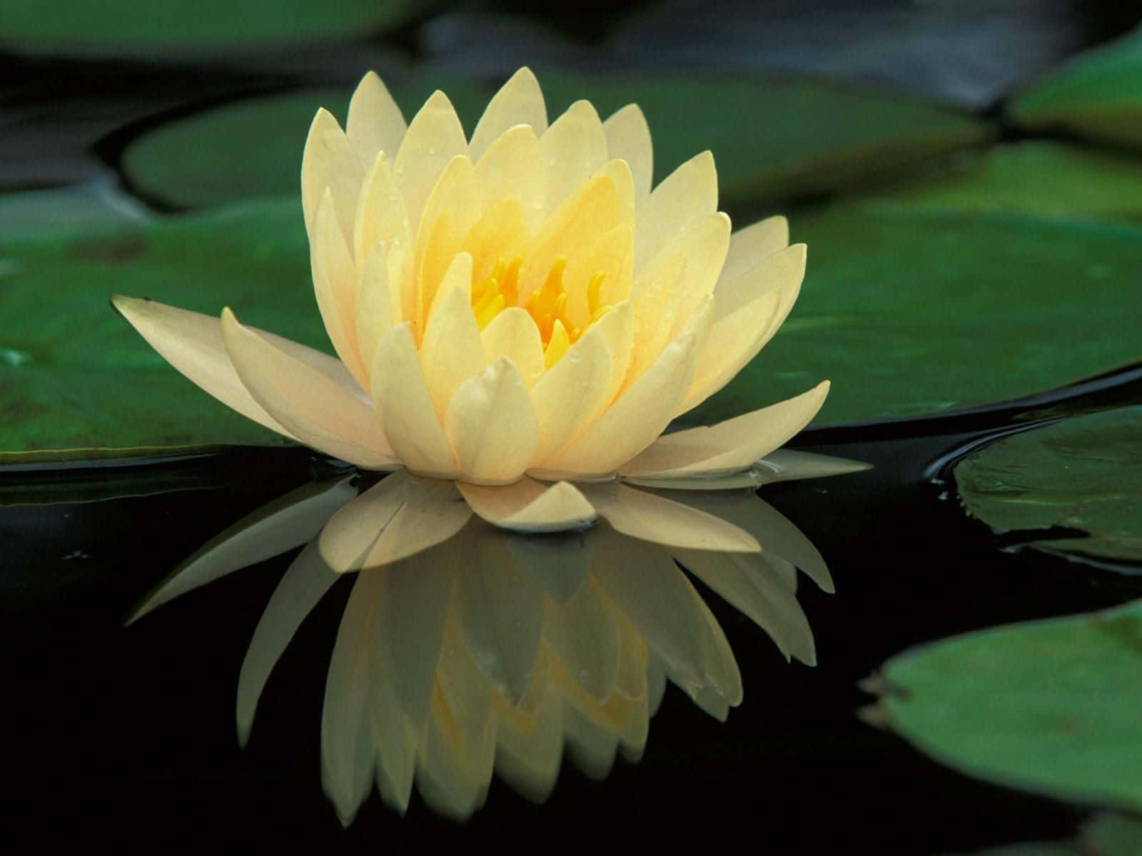 Sakin Bir Gölette Açan Huzurlu Lotus Çiçeği Duvar Kağıdı