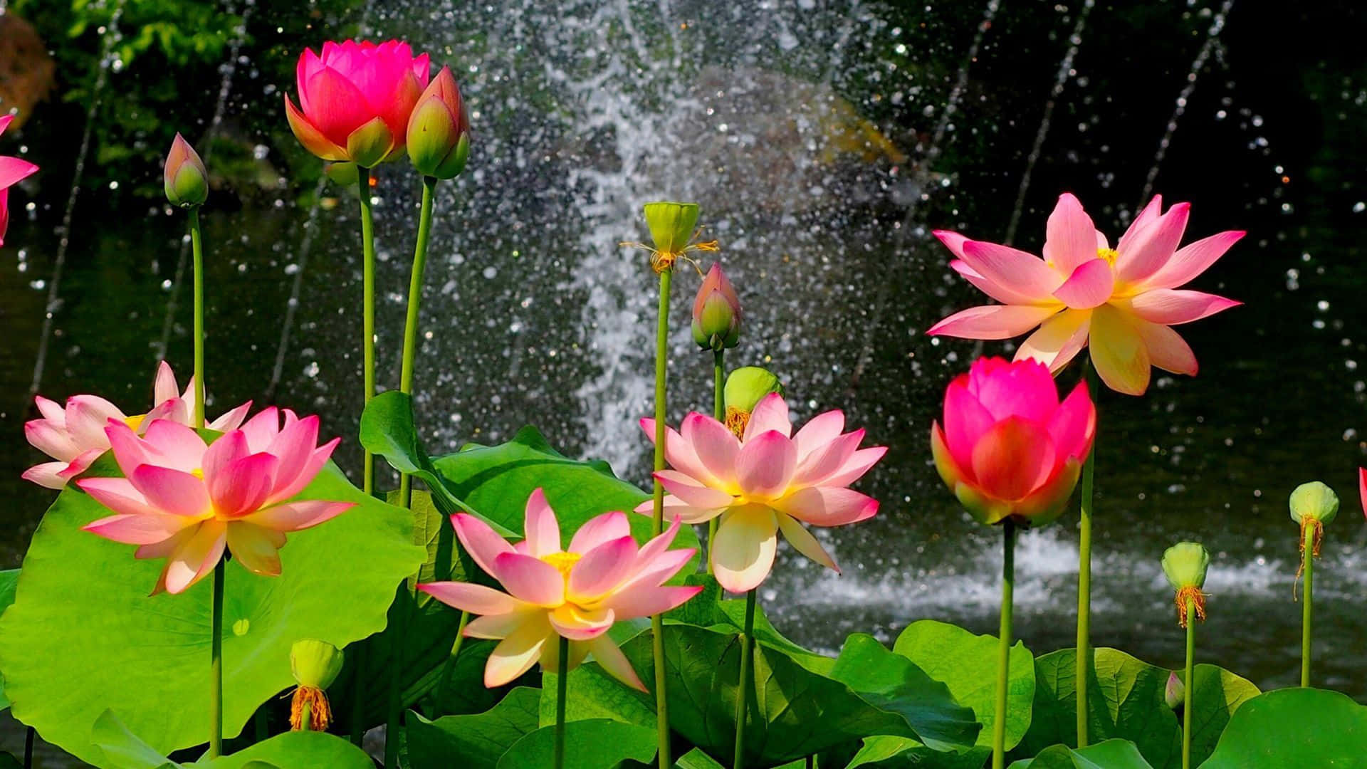 Sakin Göl Üzerinde Huzurlu Lotus Çiçeği Duvar Kağıdı