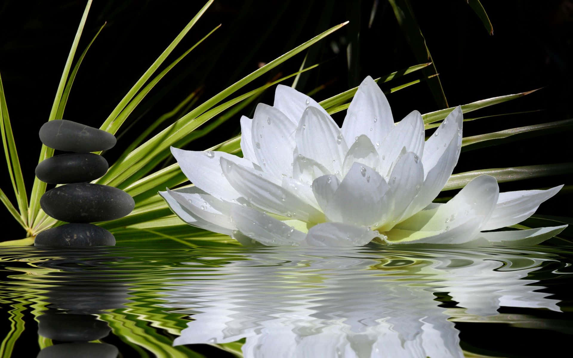 Sakin Sularda Açan Huzurlu Lotus Çiçeği Duvar Kağıdı