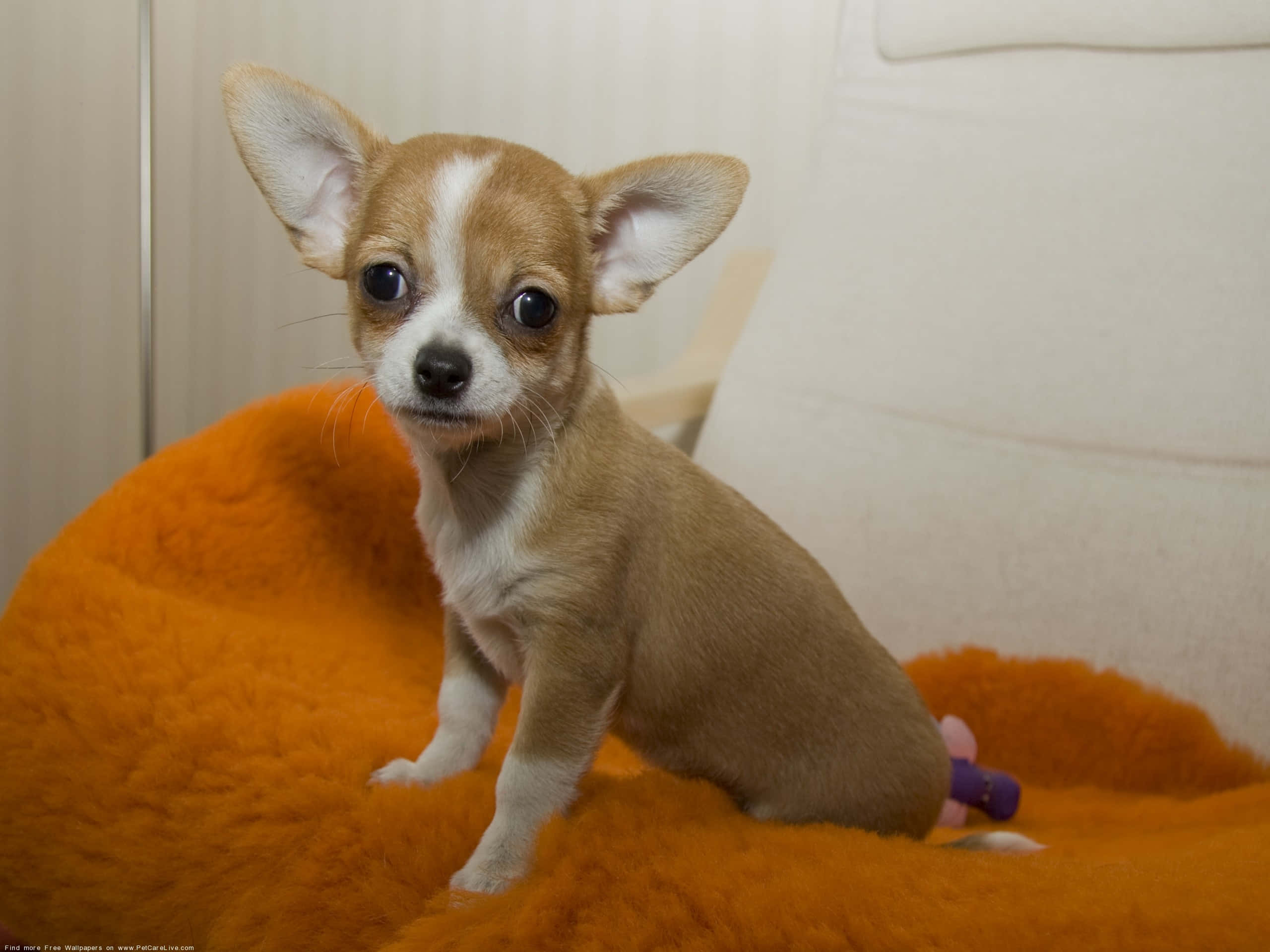 Sakin ve Sevimli Kahverengi Chihuahua Köpek Duvar Kağıdı