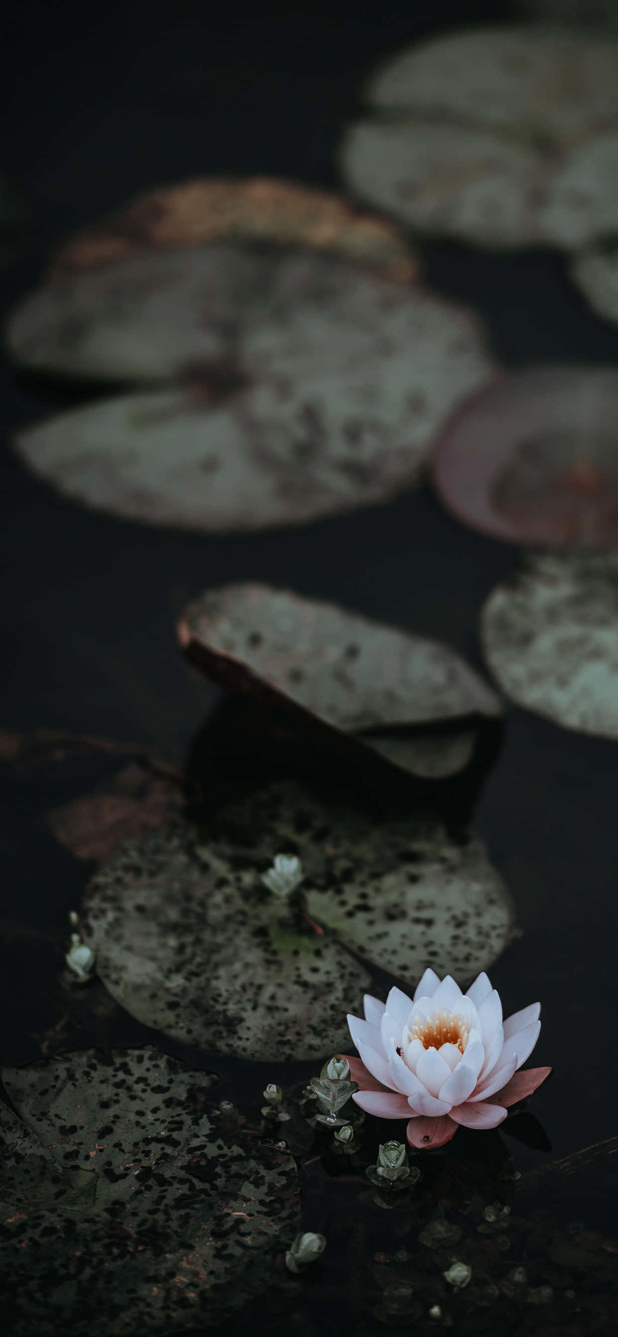 Sakin ve Tam Açmış Lotus Çiçeği Duvar Kağıdı