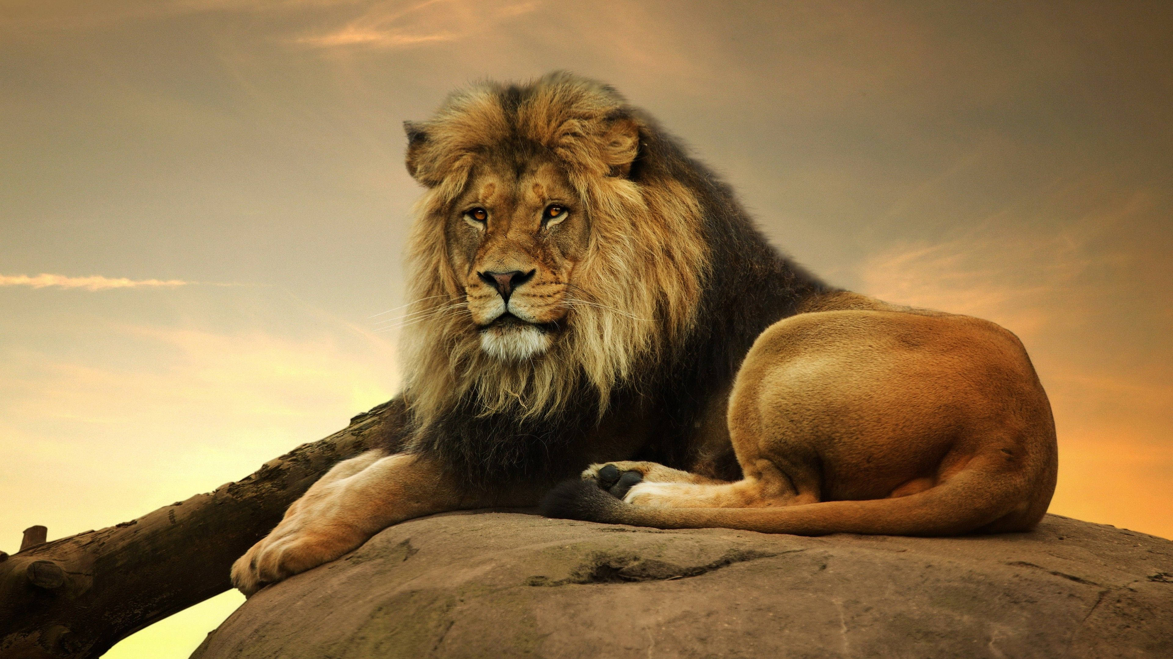 Samimi 3D Aslan Duvar Kağıdı