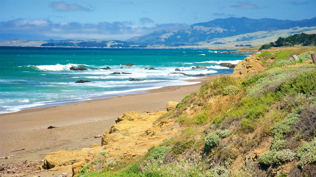San Simeon Sahilinde Yapraklar Duvar Kağıdı